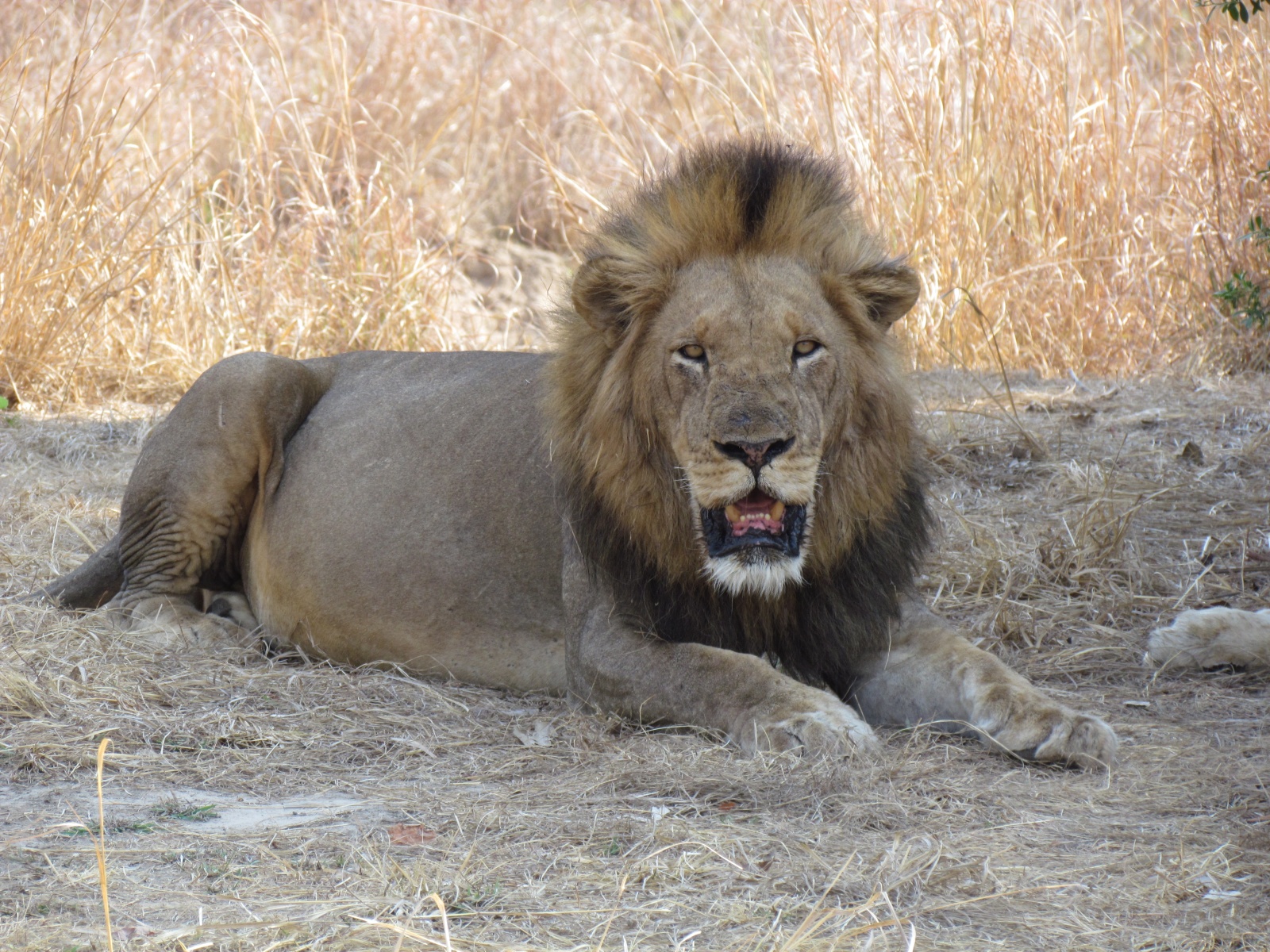 Kafue national park - Lion (Panthera leo)