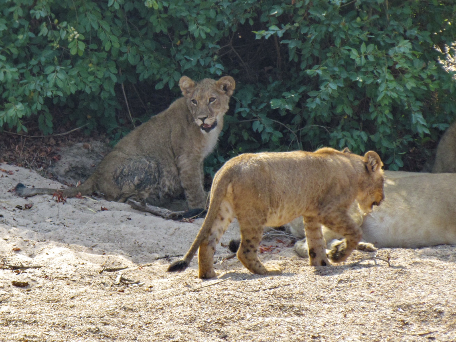 Kafue national park - Lion cubs (Panthera leo)