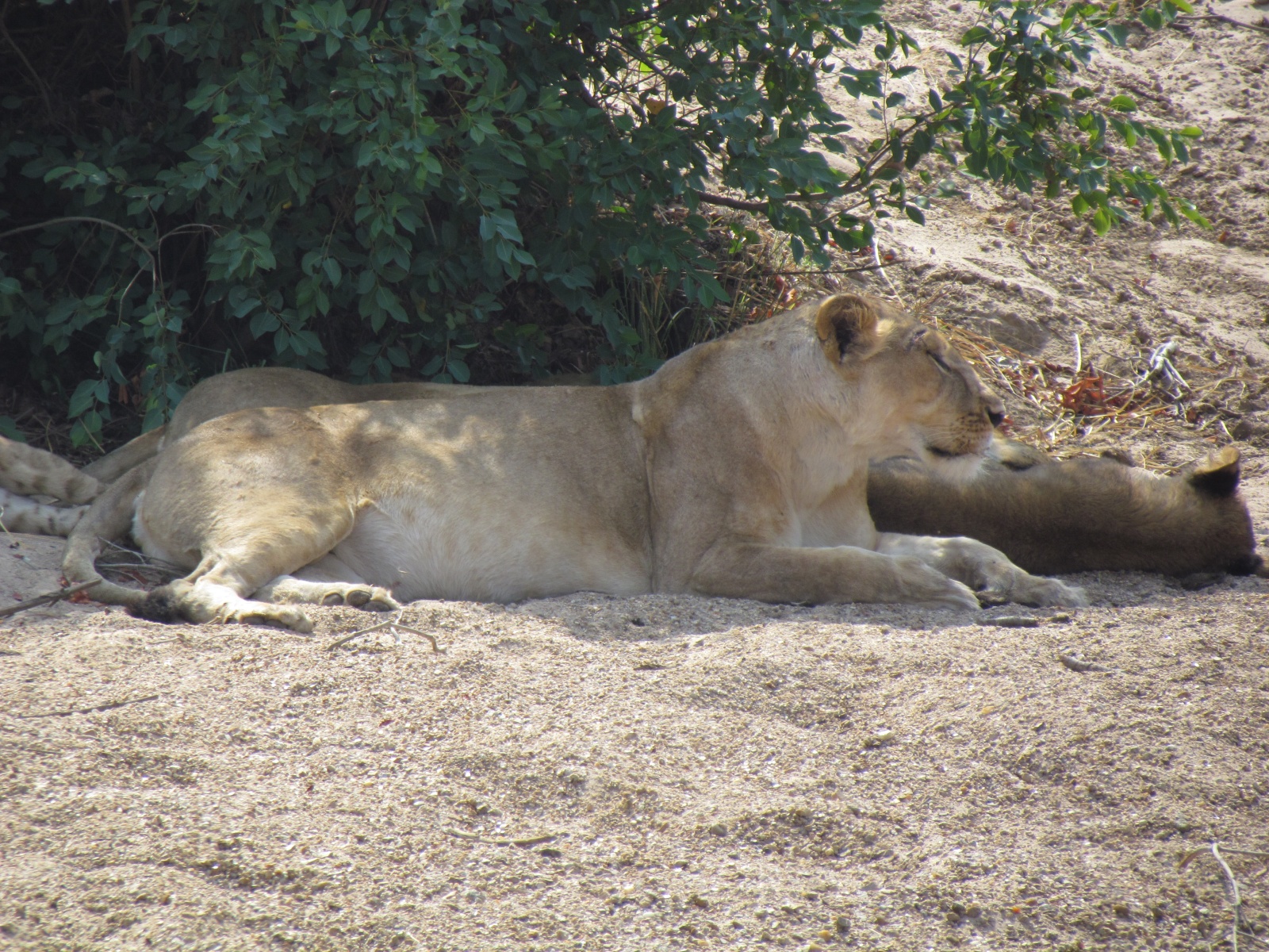 Kafue national park - Lionesses with cubs (Panthera leo)