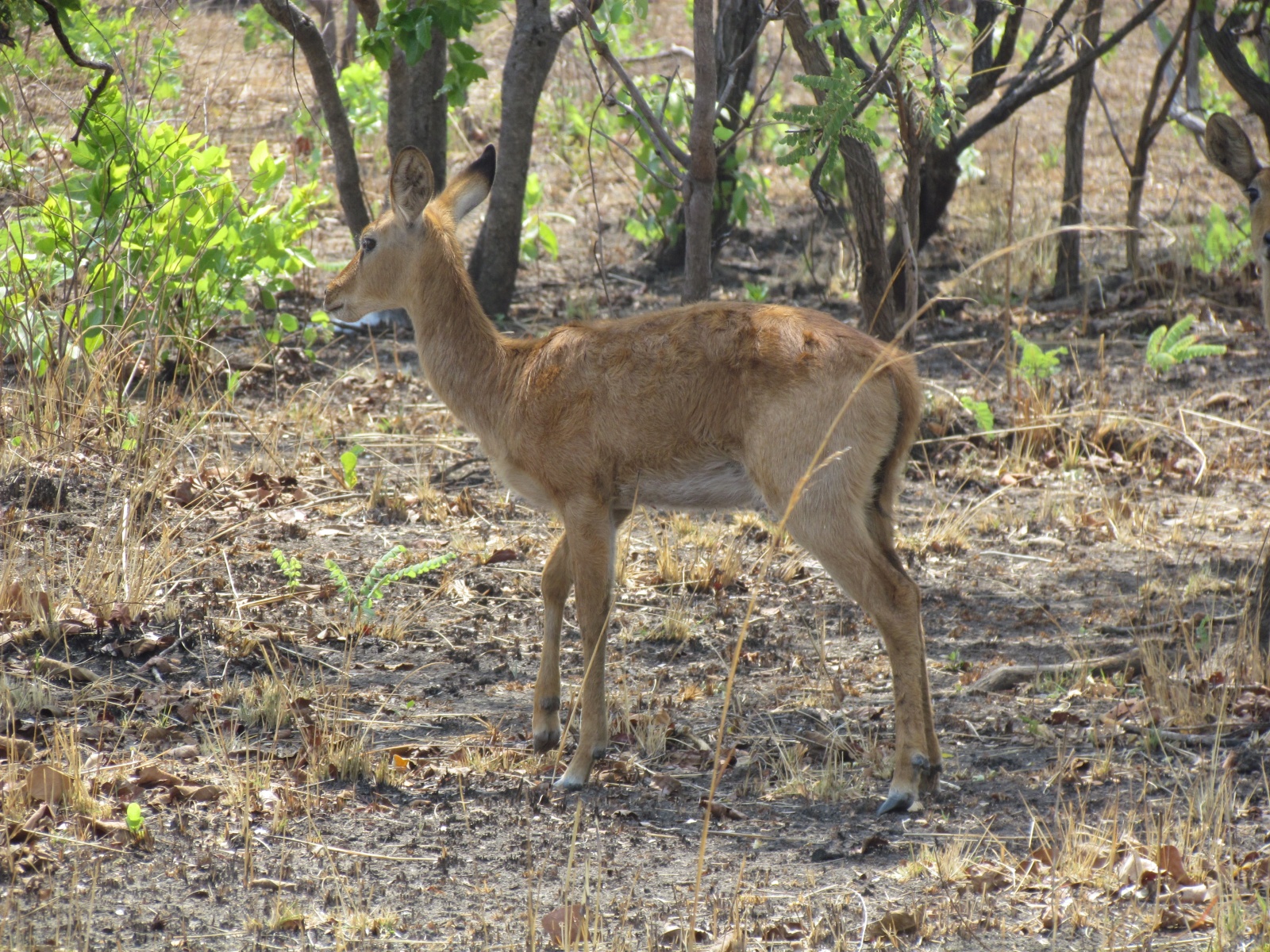 Kafue national park - Puku (Kobus vardonii)