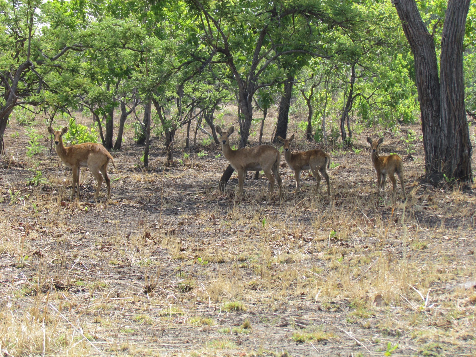 Kafue national park - Puku (Kobus vardonii)