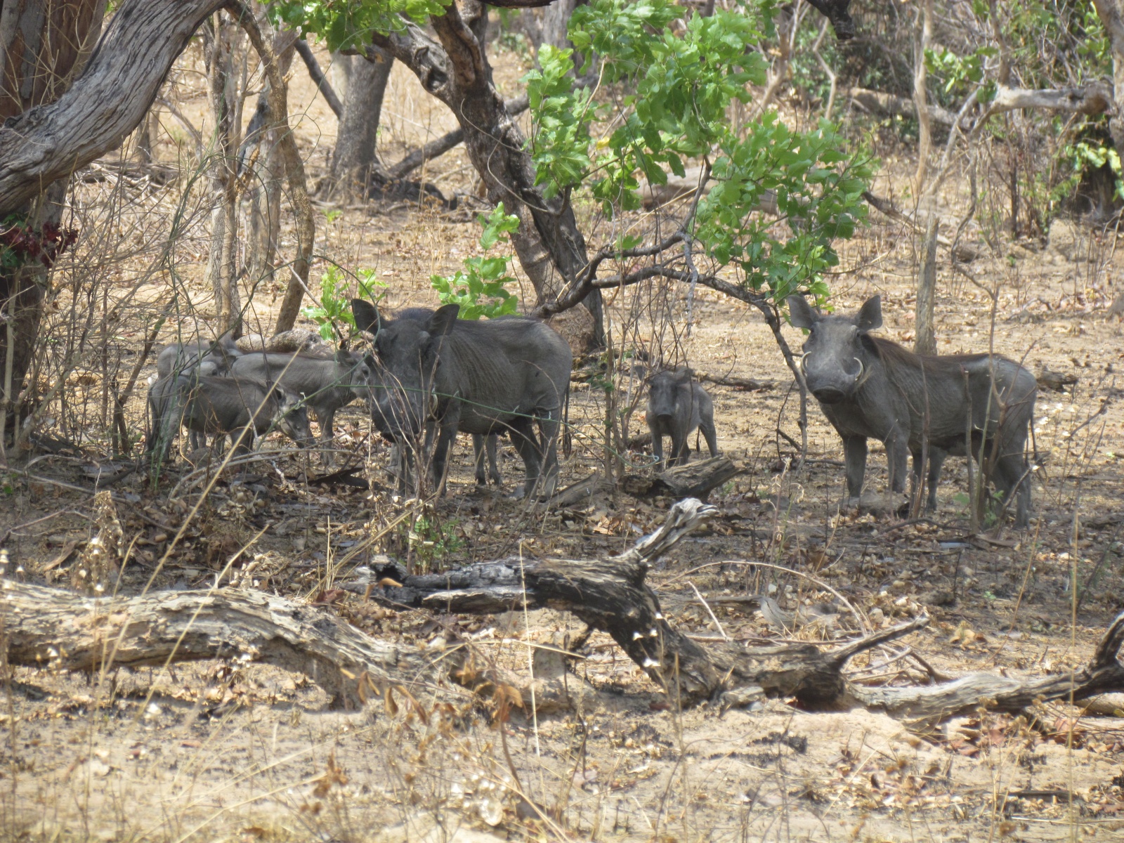 Kafue national park - Warthogs (Phacochoerus africanus)