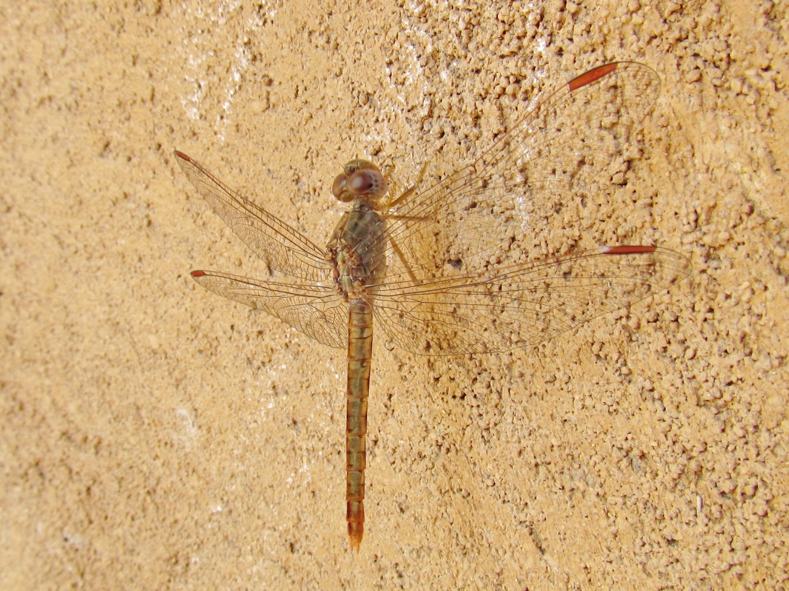 Kafue national park - Mayukuyuku camp - Little scarlet (Crocothemis sanguinolenta)