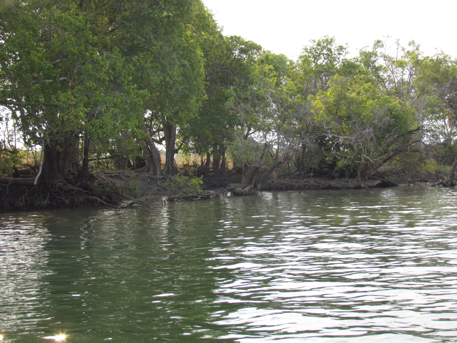Kafue national park - Kafue river