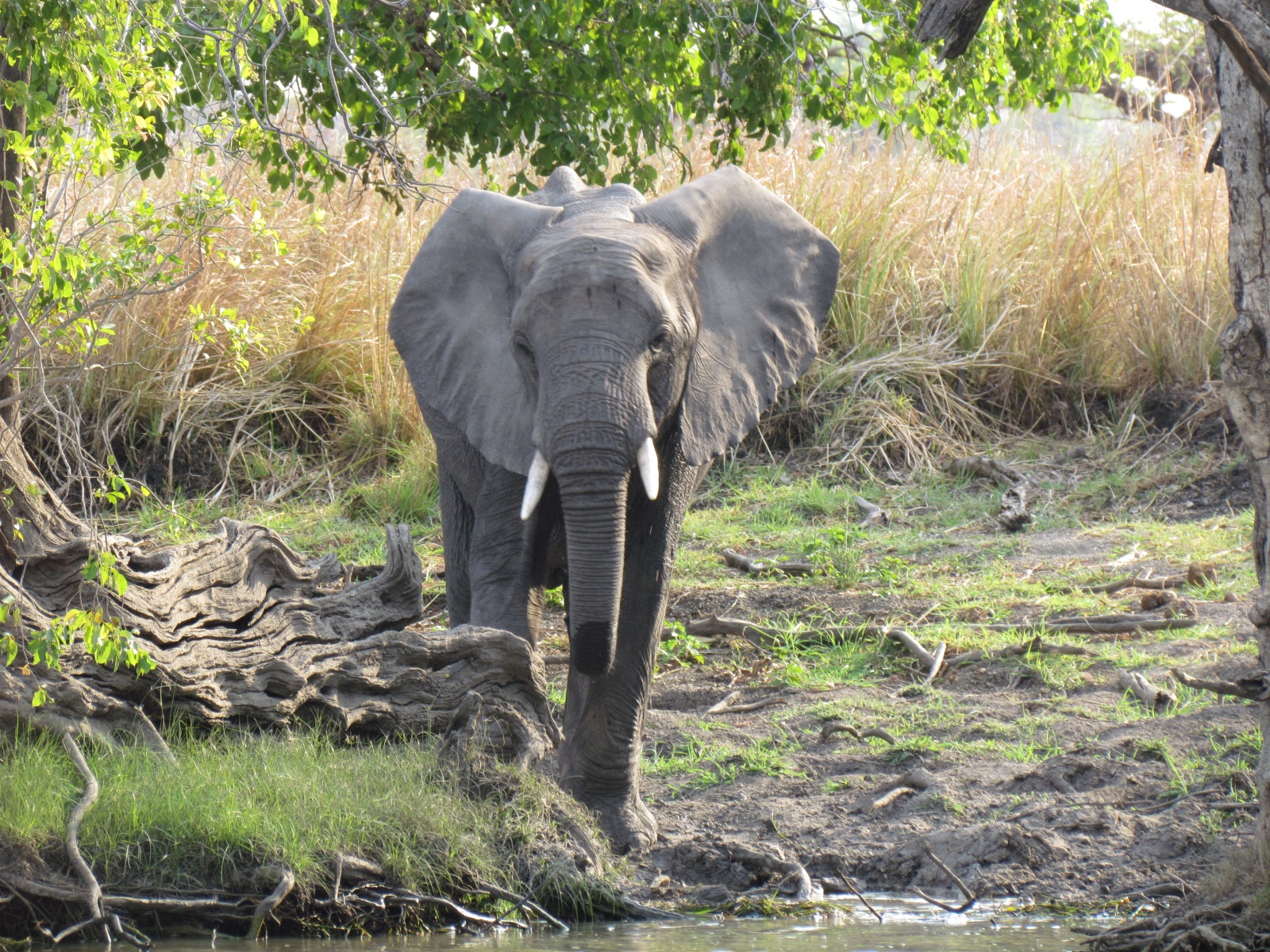 Kafue national park - African bush elephant (Loxodonta africana)