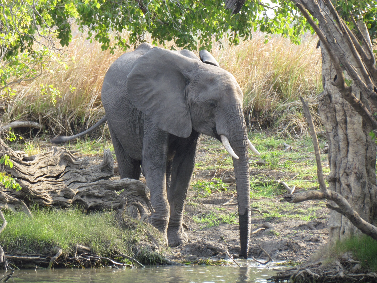 Kafue national park - African bush elephant (Loxodonta africana)