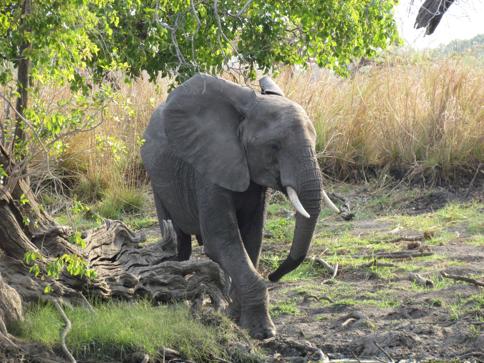Kafue national park - African bush elephant (Loxodonta africana)