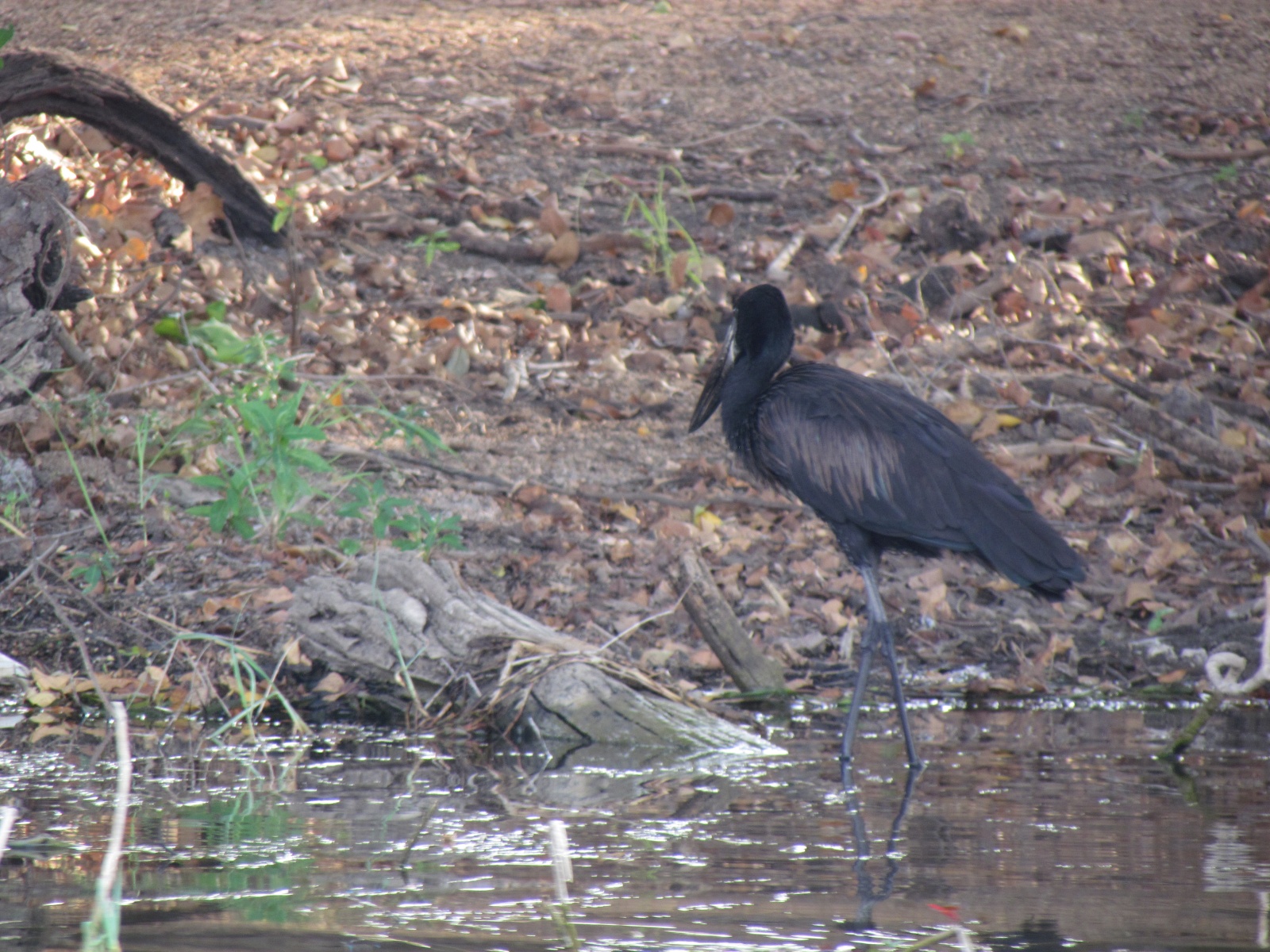 Kafue national park - African openbill (Anastomus lamelligerus)