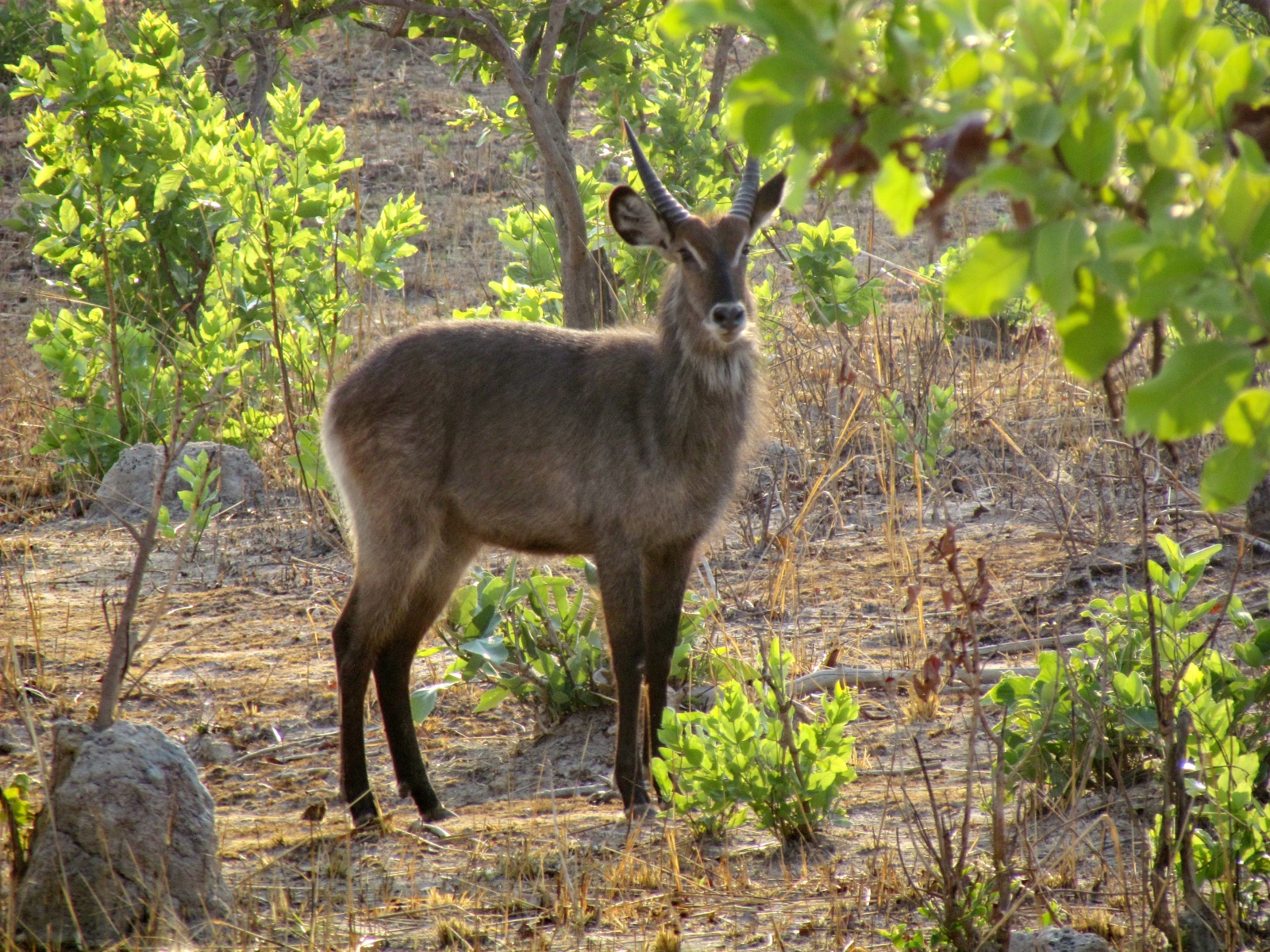 Kafue national park - Waterbuck (Kobus ellipsiprymnus)