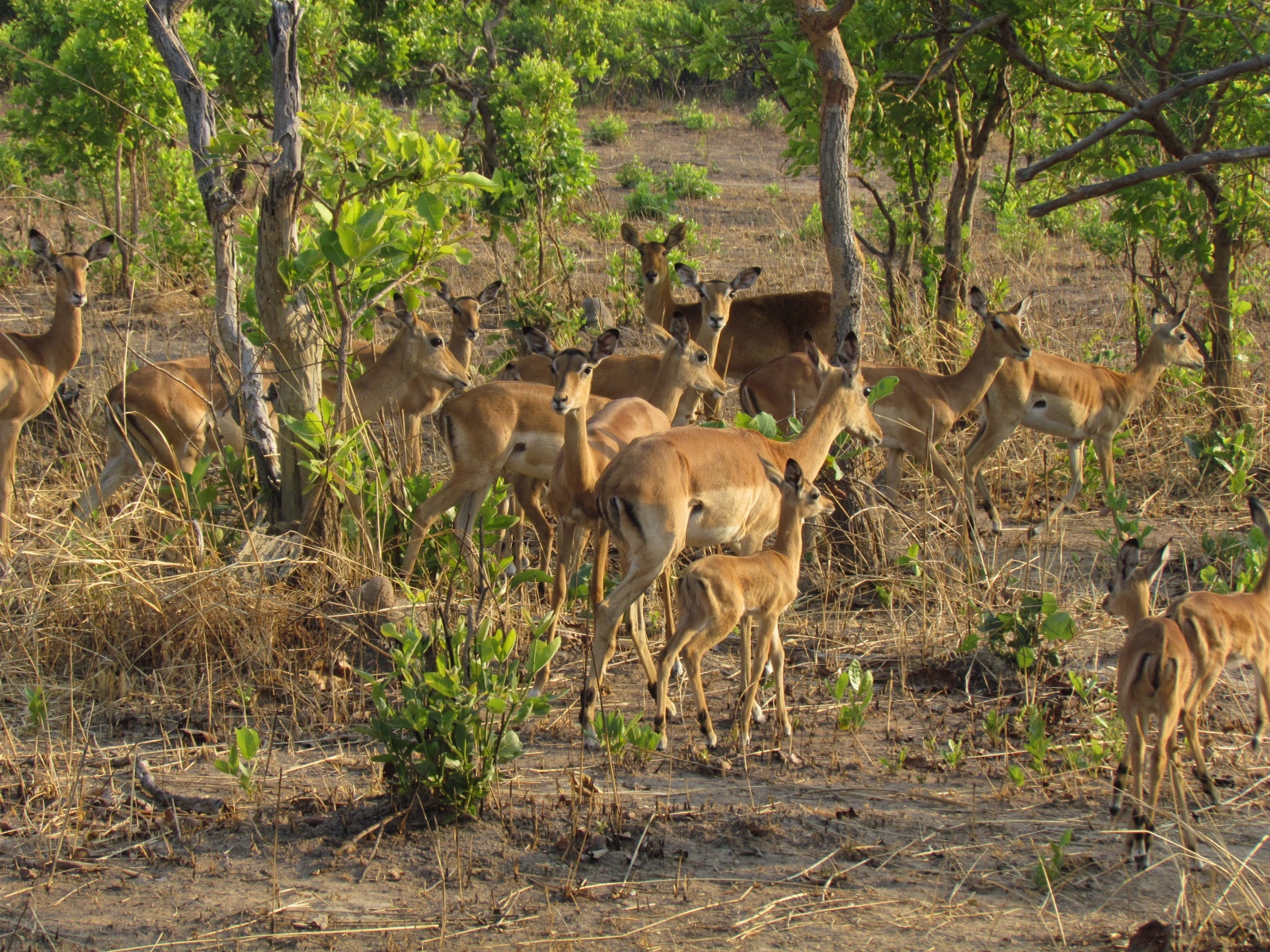 Kafue national park - Impalas (Aepyceros melampus)