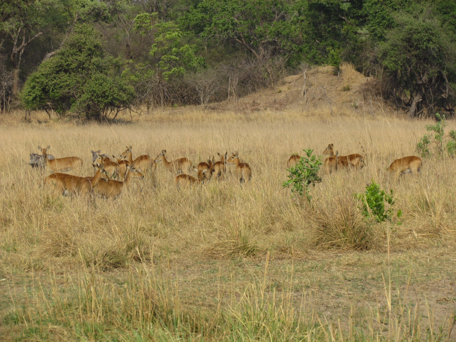 Kafue national park - Puku (Kobus vardonii)