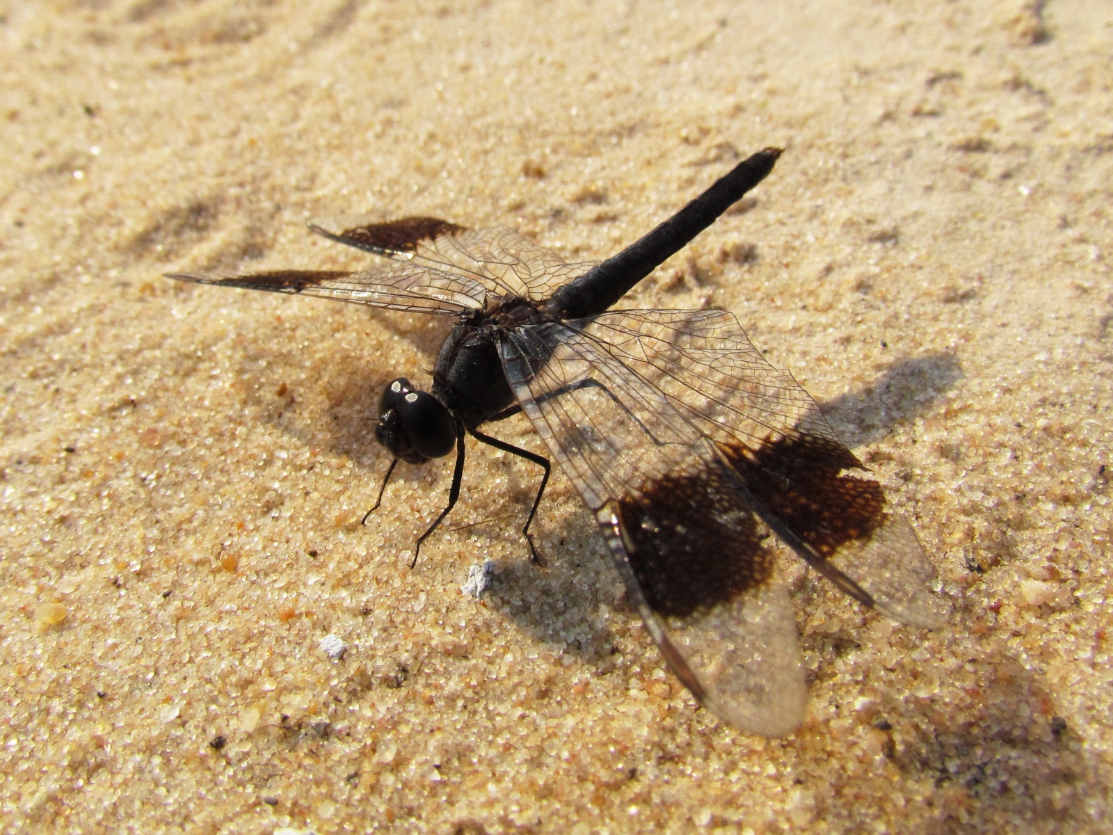 Kafue national park - Hippo Pool - Banded groundling (Brachythemis leucosticta)