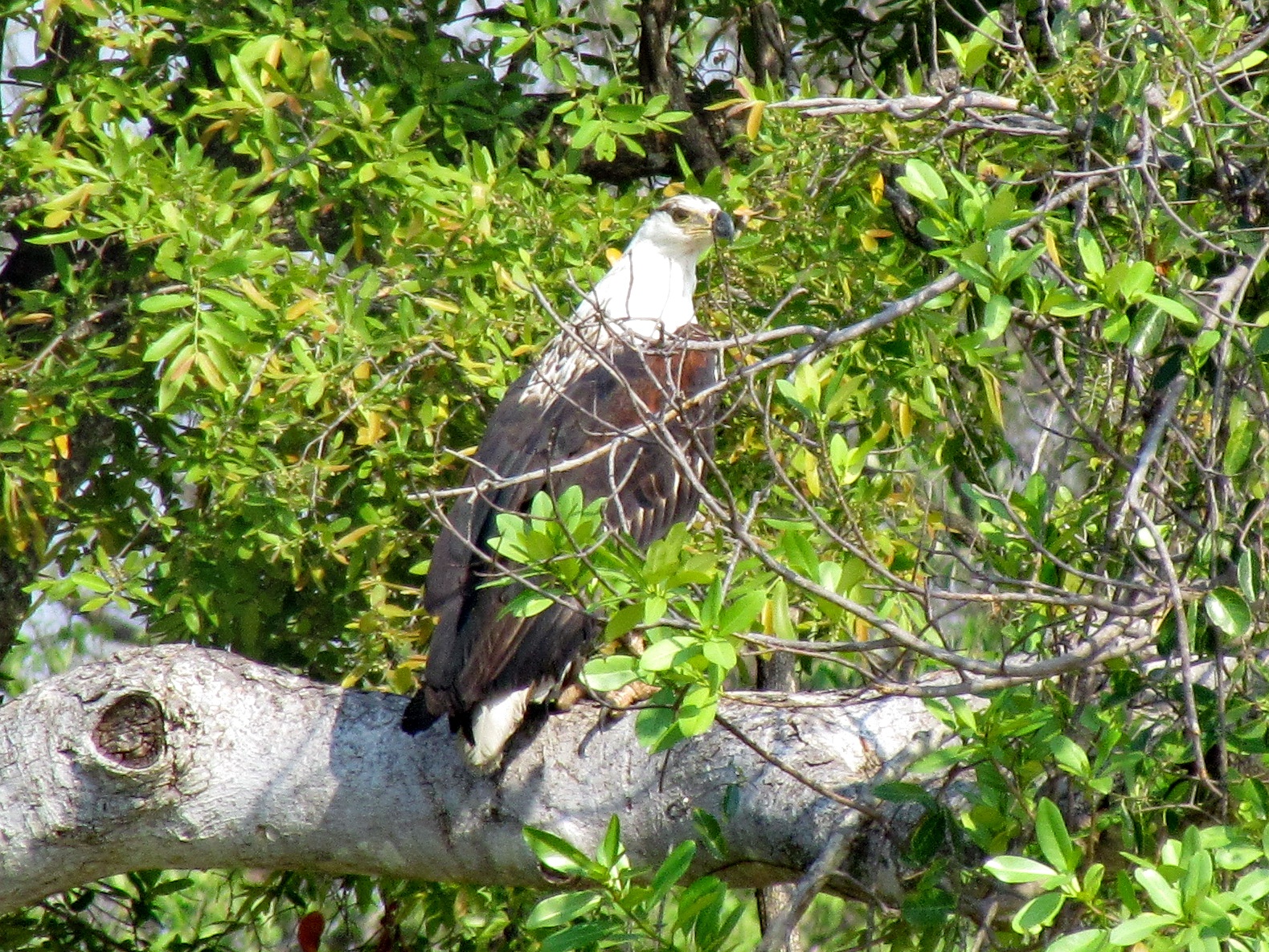 Kafue national park - African fish eagle (Haliaeetus vocifer)