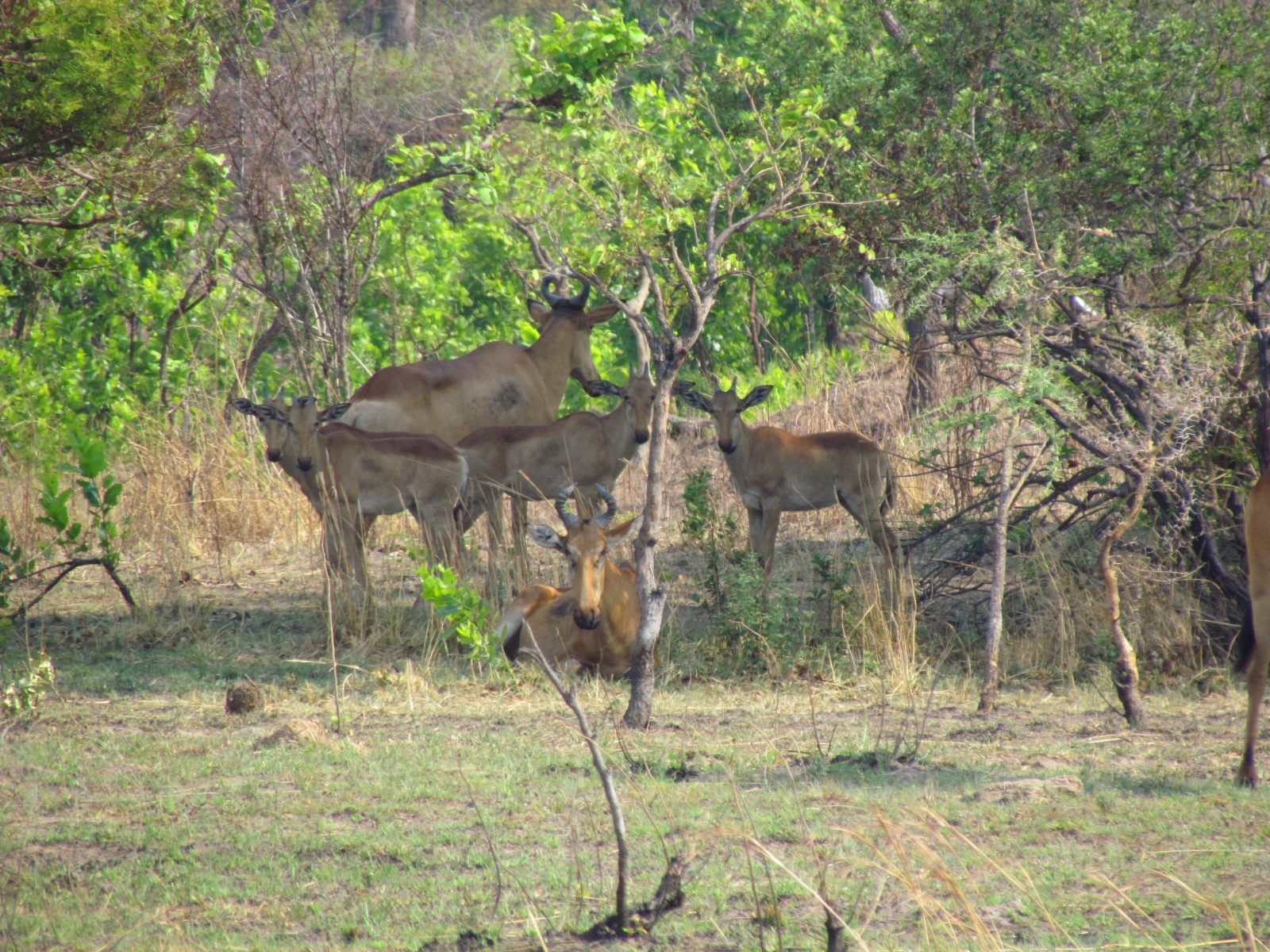 Kafue national park - Hartebeest (Alcelaphus buselaphus)