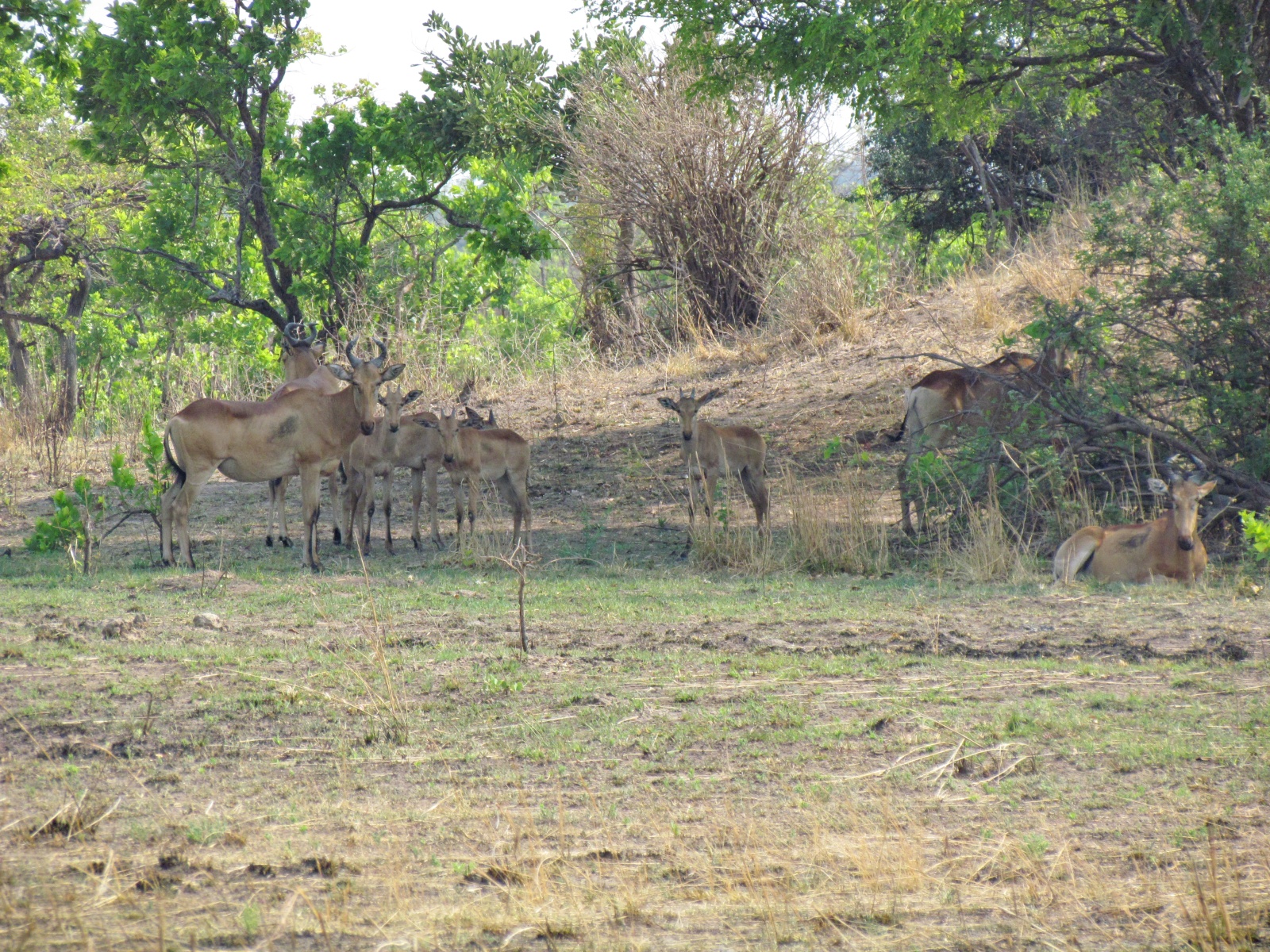 Kafue national park - Hartebeest (Alcelaphus buselaphus)