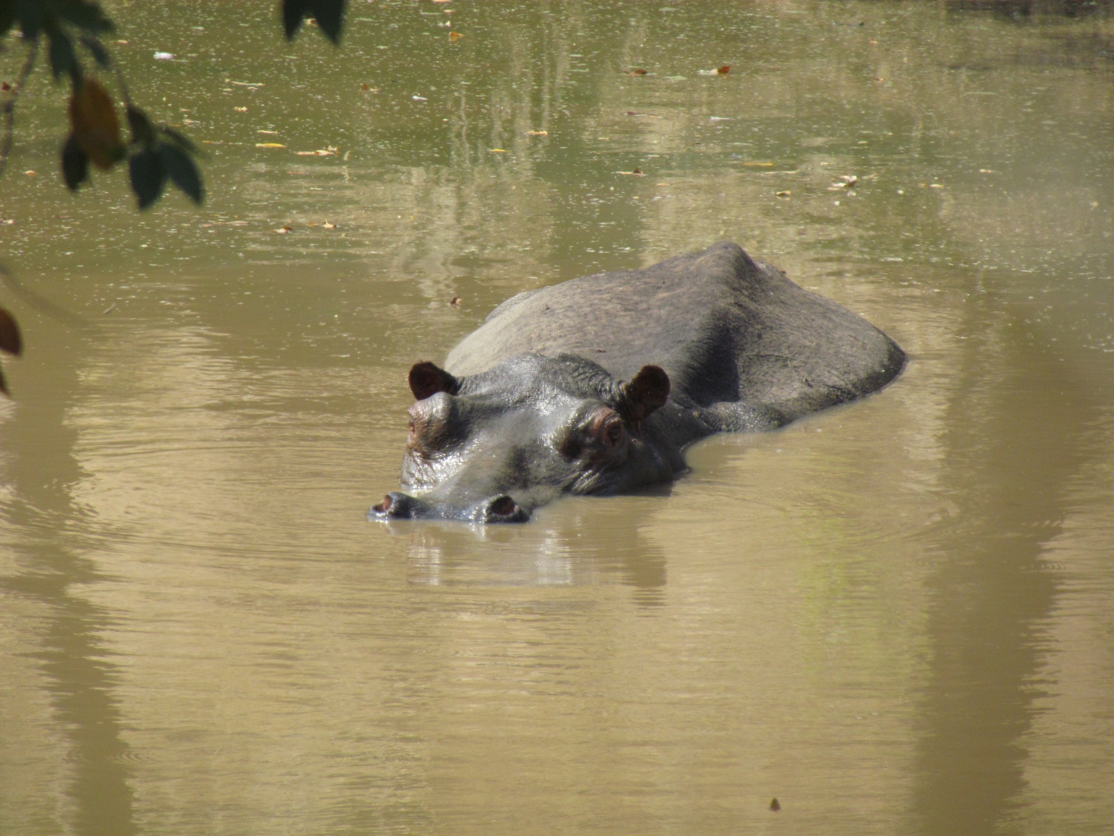 Kafue national park - Hippopotamus (Hippopotamus amphibius)