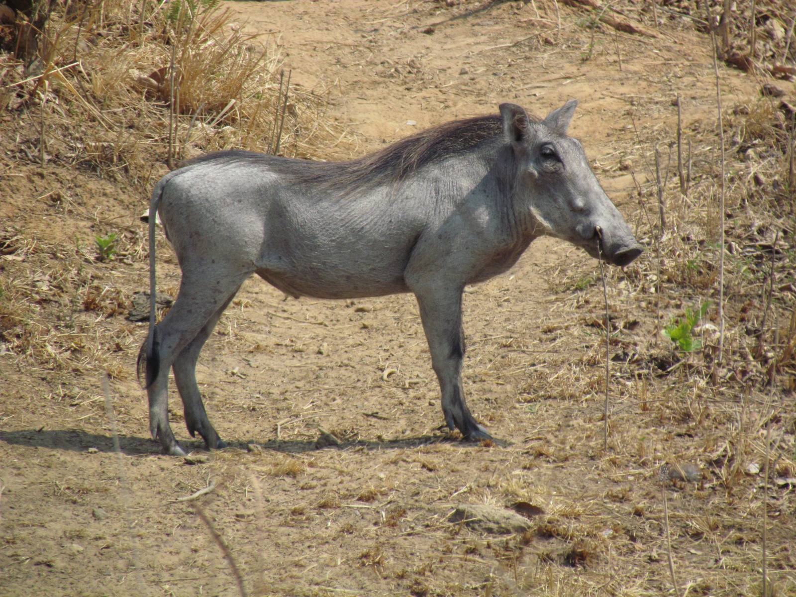 Kafue national park - Warthogs (Phacochoerus africanus)
