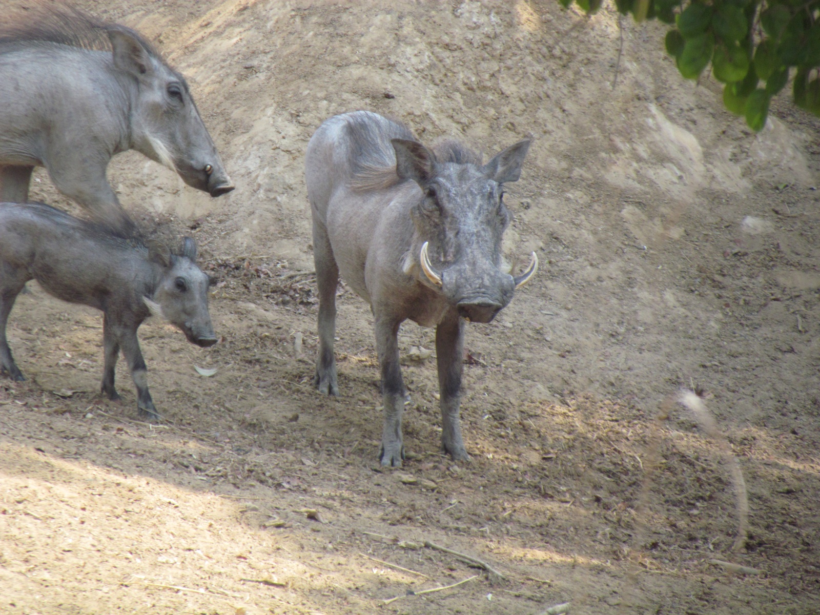 Kafue national park - Warthogs (Phacochoerus africanus)