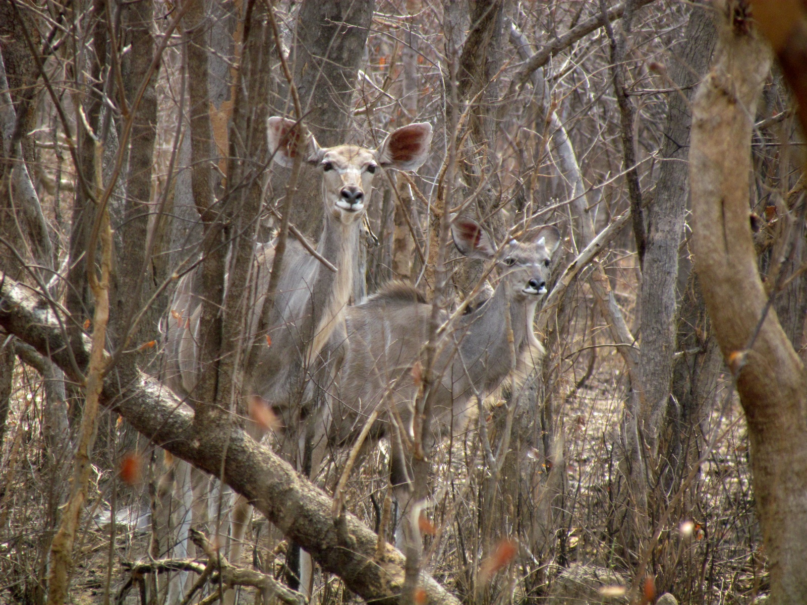 Kafue national park - Kudu (Tragelaphus strepsiceros)