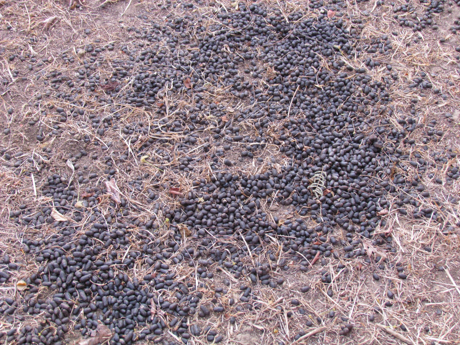 Kafue national park - Near Kasabushi camp - Puku poo