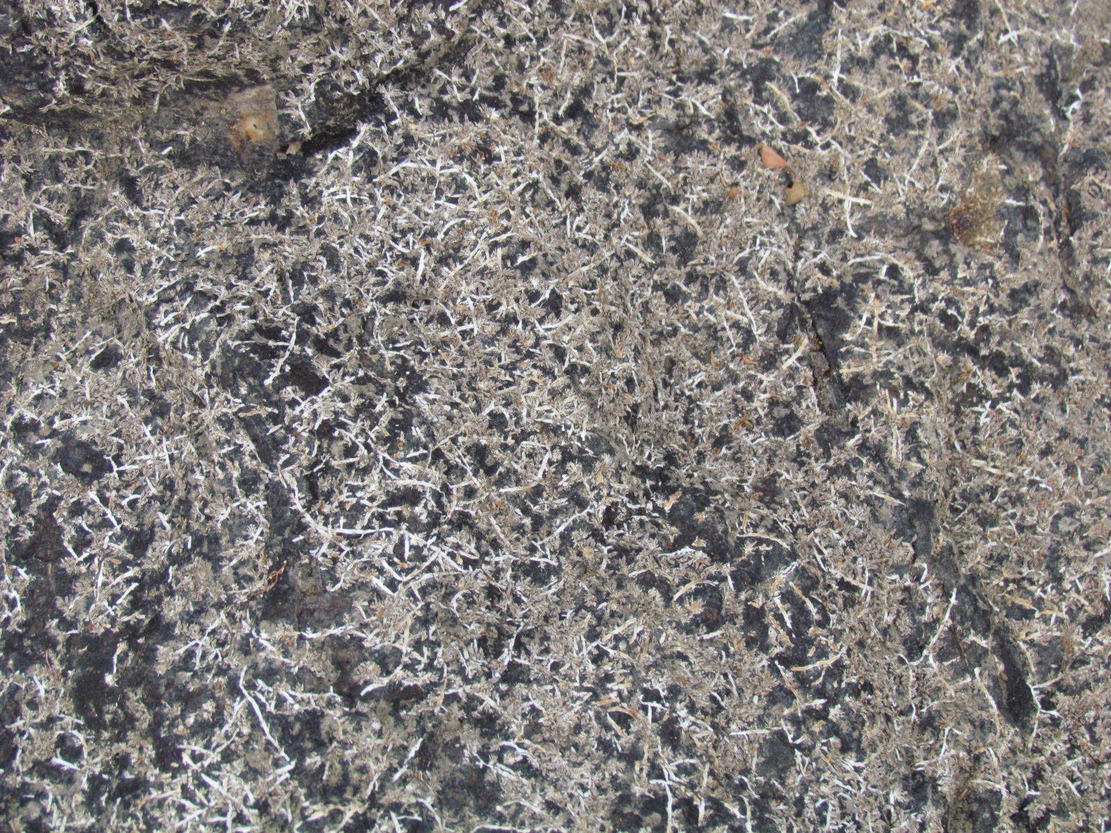 Kafue national park - Near Kasabushi camp - Lichen on the stone