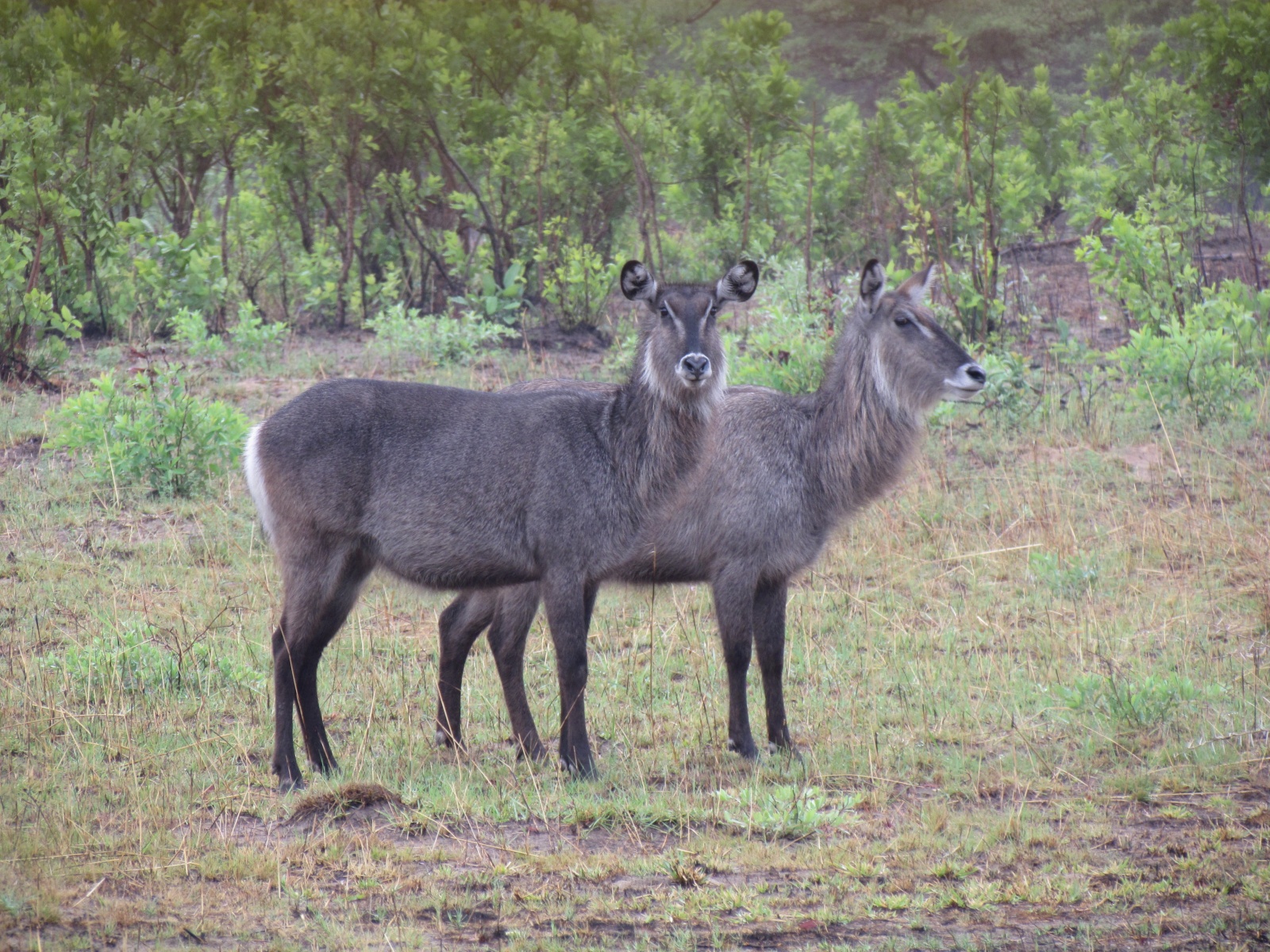 Kafue national park - Near Hippo Bay camp - Waterbuck (Kobus ellipsiprymnus)