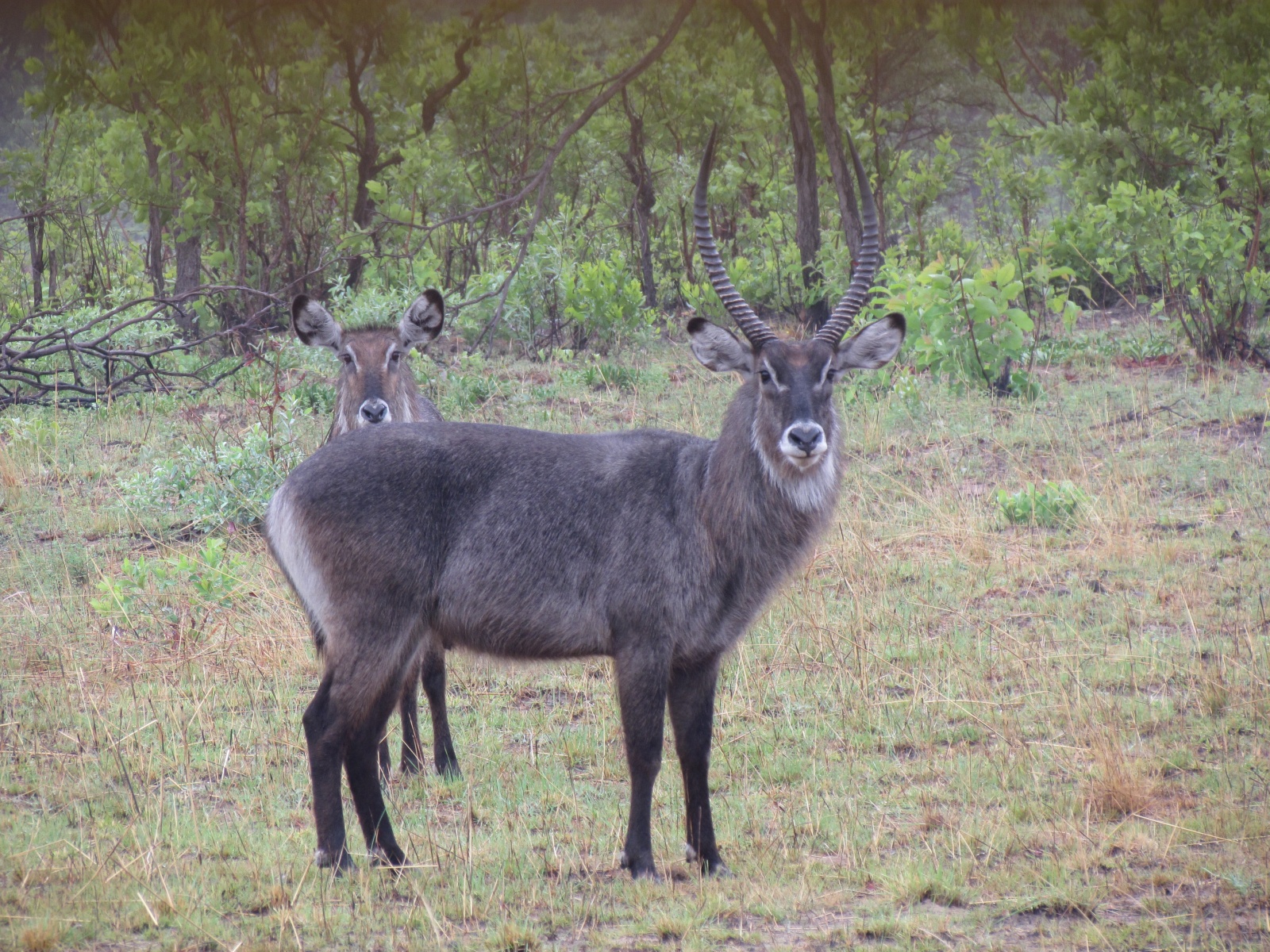Kafue national park - Near Hippo Bay camp - Waterbuck (Kobus ellipsiprymnus)