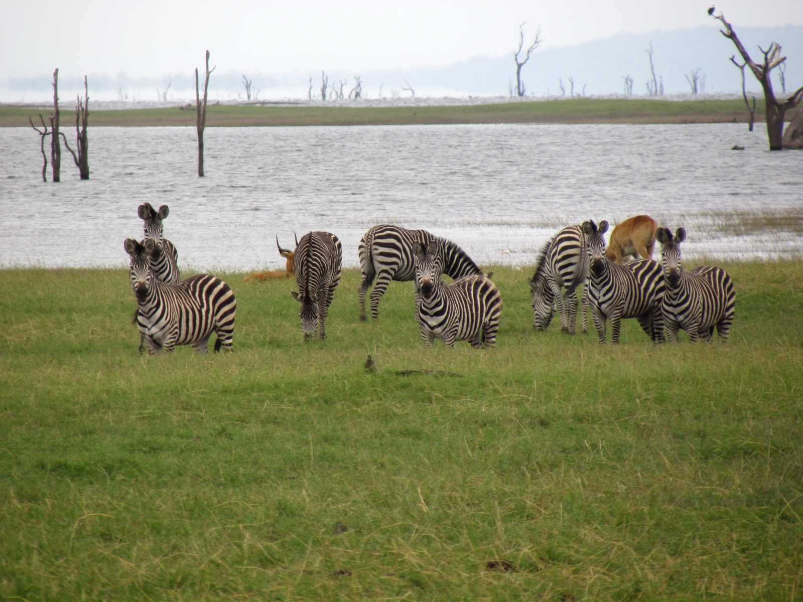 Kafue national park - Hippo Bay camp - Zebras and pukus