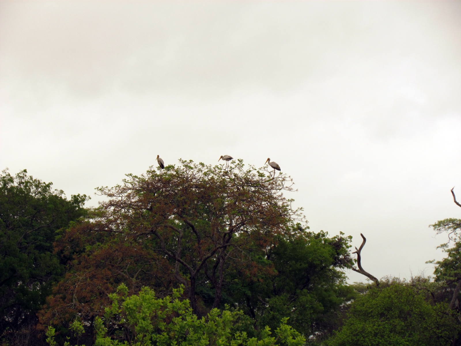 Kafue national park - Hippo Bay camp - Yellow-billed stork (Mycteria ibis)