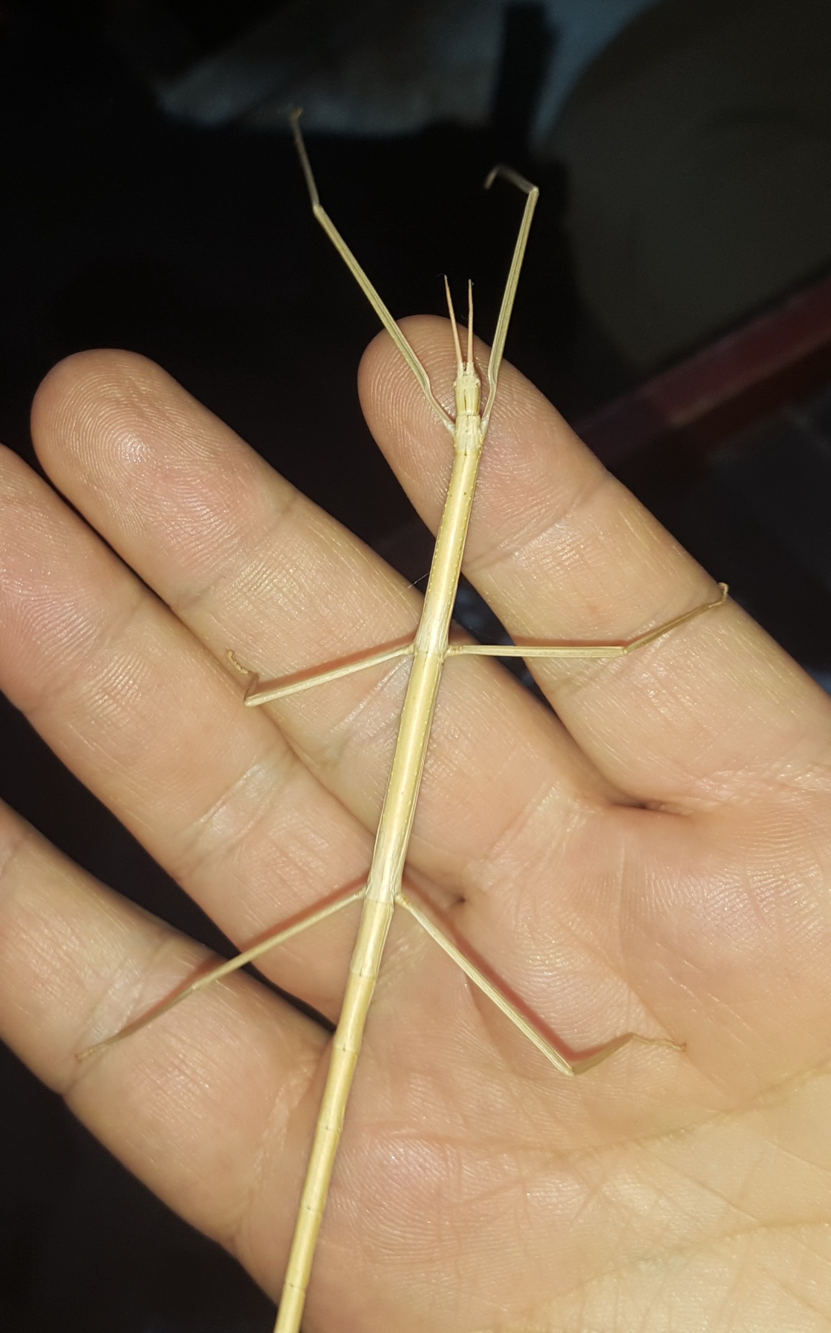 Kafue national park - Stick insect (Phasmatodea)