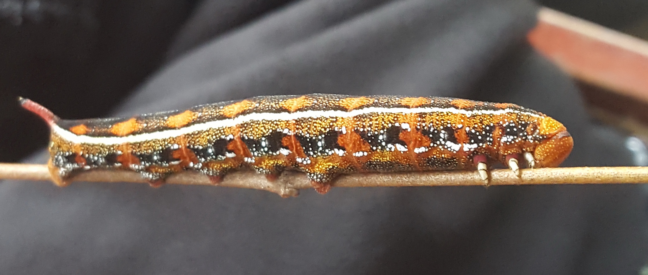 Kafue national park - Caterpillar