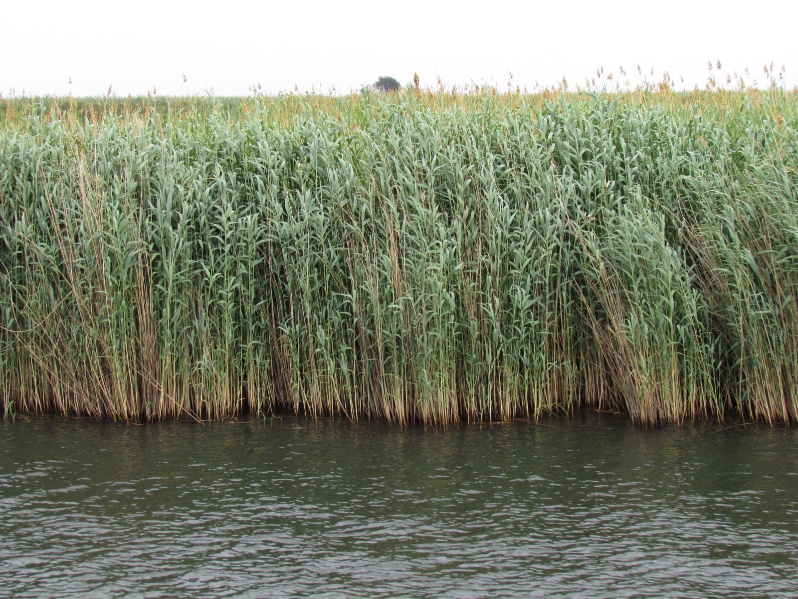 Botswana - Chobe national park - Chobe river
