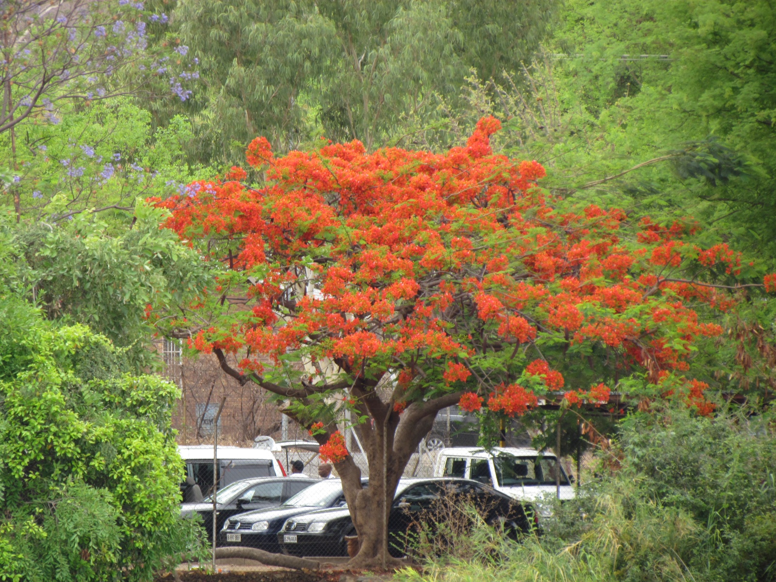 Botswana - Chobe national park - Royal poinciana, flame tree (Delonix regia)