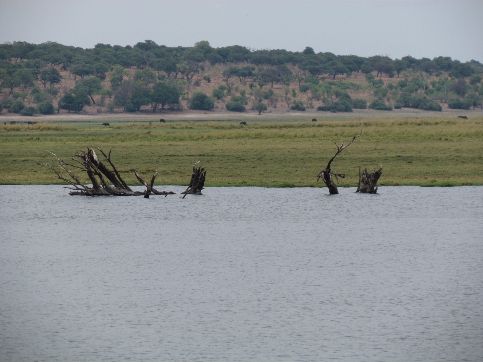 Botswana - Chobe national park - Chobe river