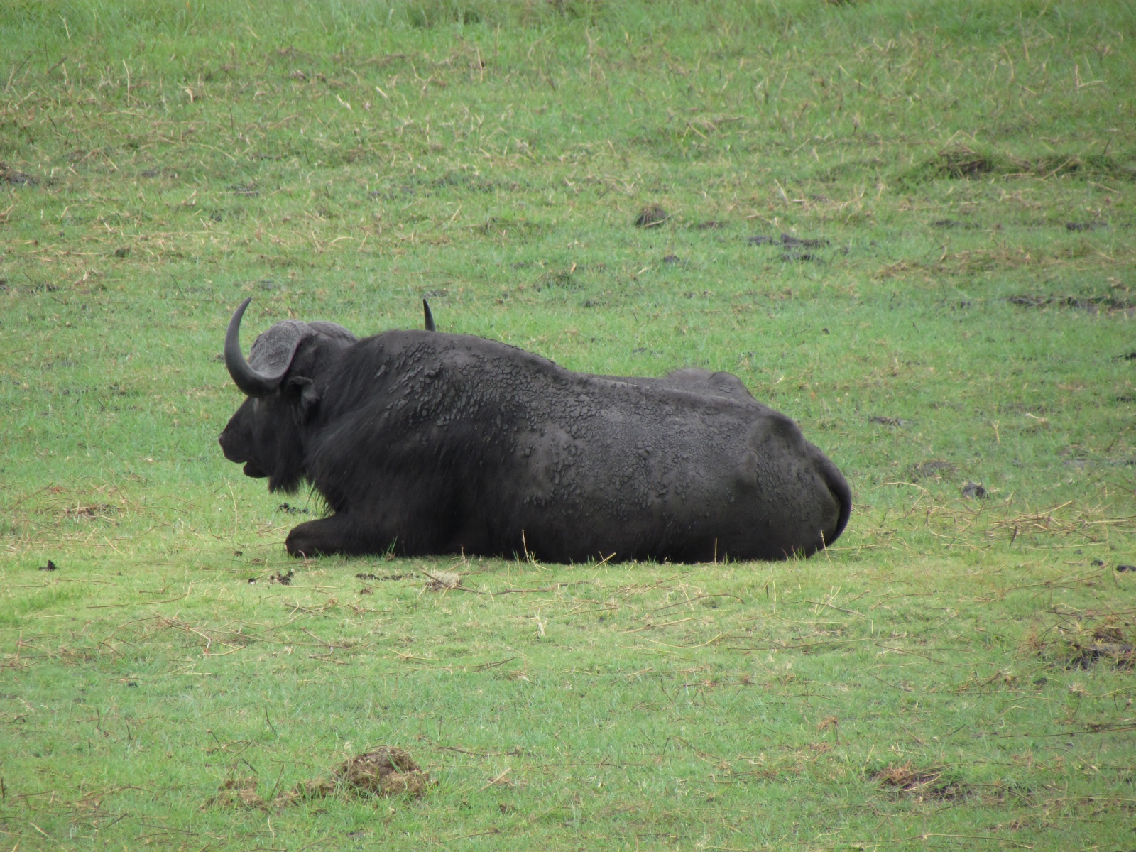 Botswana - Chobe national park - African buffalo (Syncerus caffer)