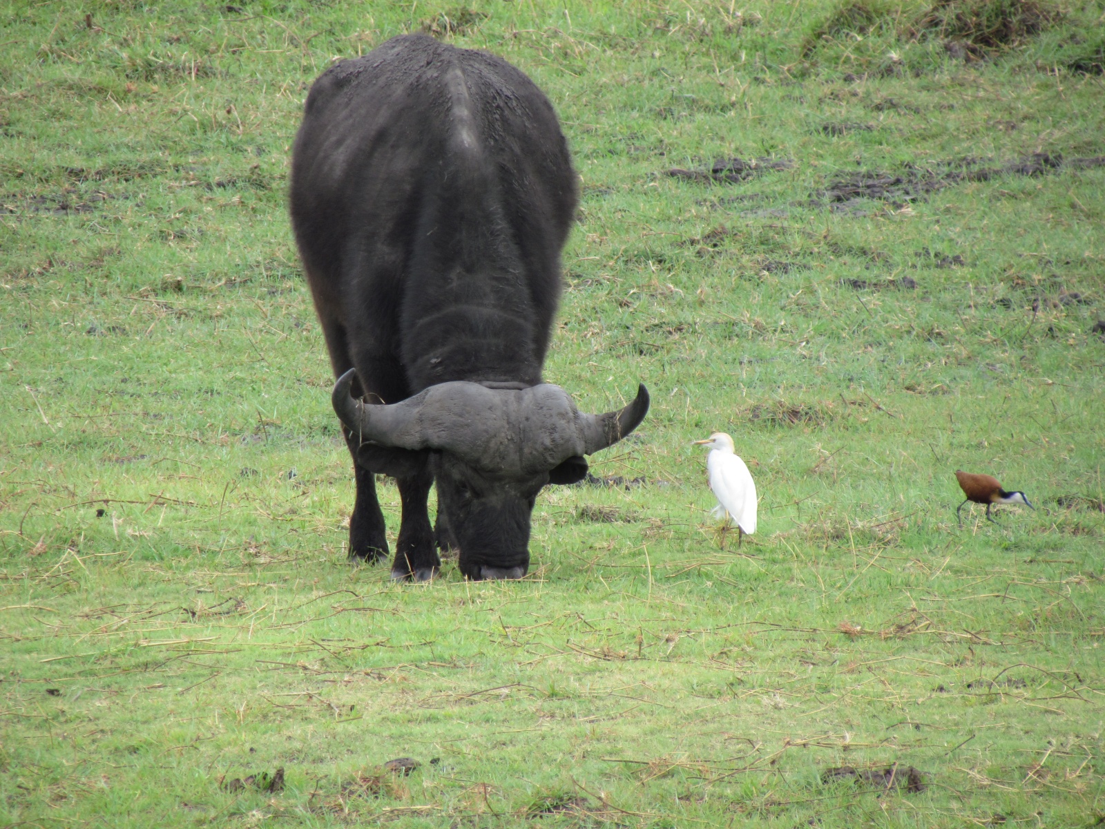 Botswana - Chobe national park - African buffalo (Syncerus caffer)