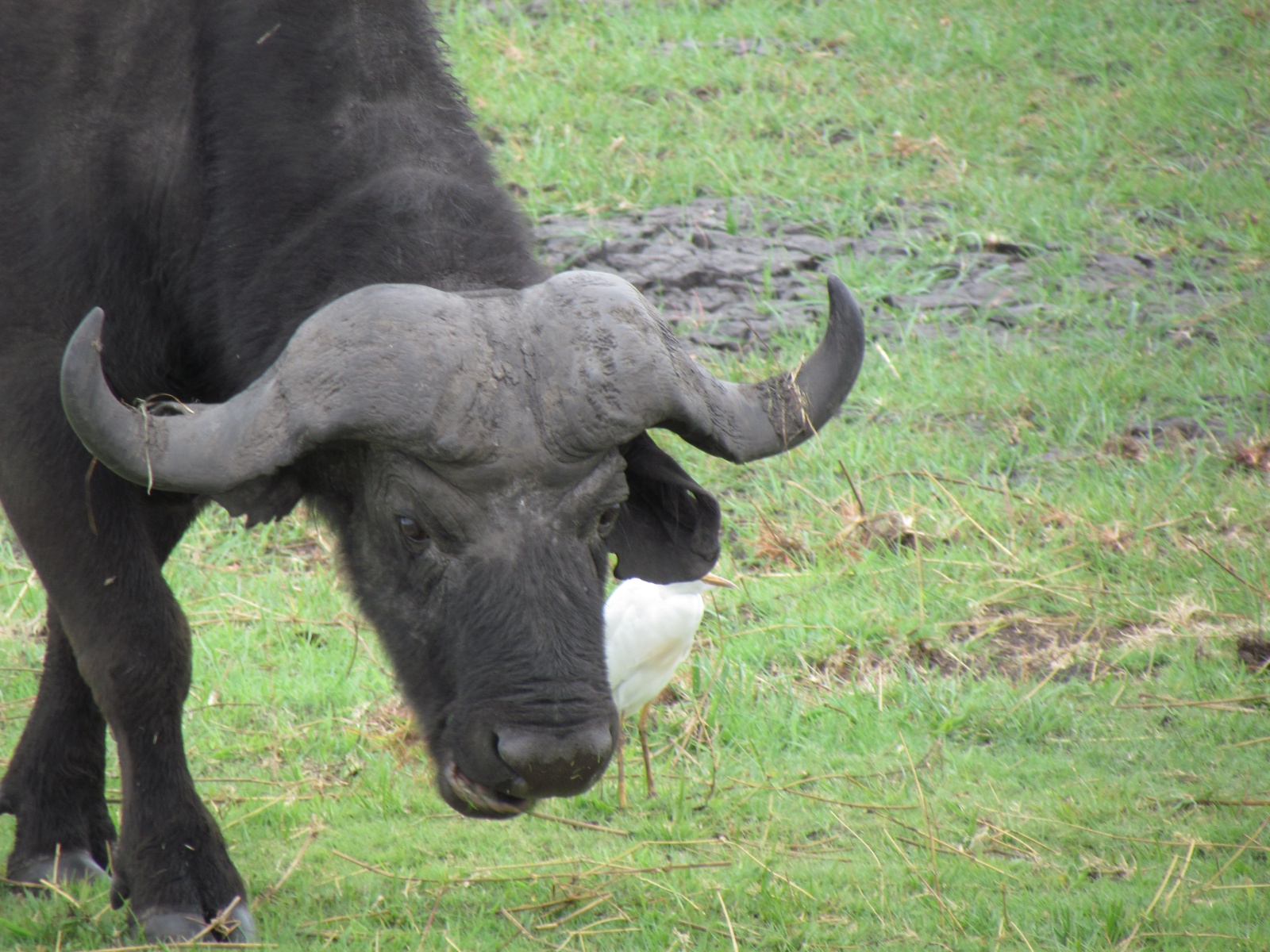 Botswana - Chobe national park - African buffalo (Syncerus caffer)