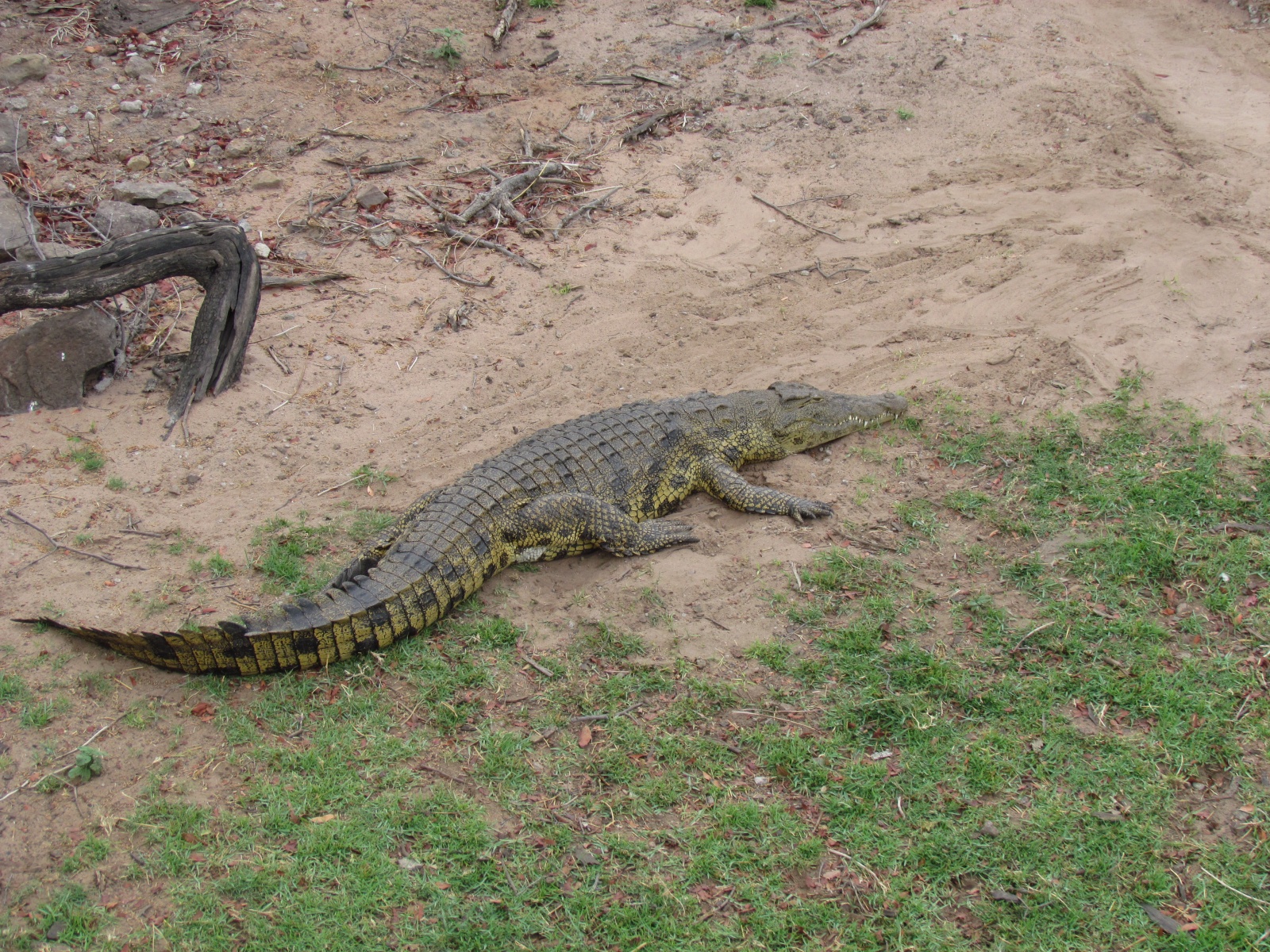 Botswana - Chobe national park - Nile crocodile (Crocodylus niloticus)