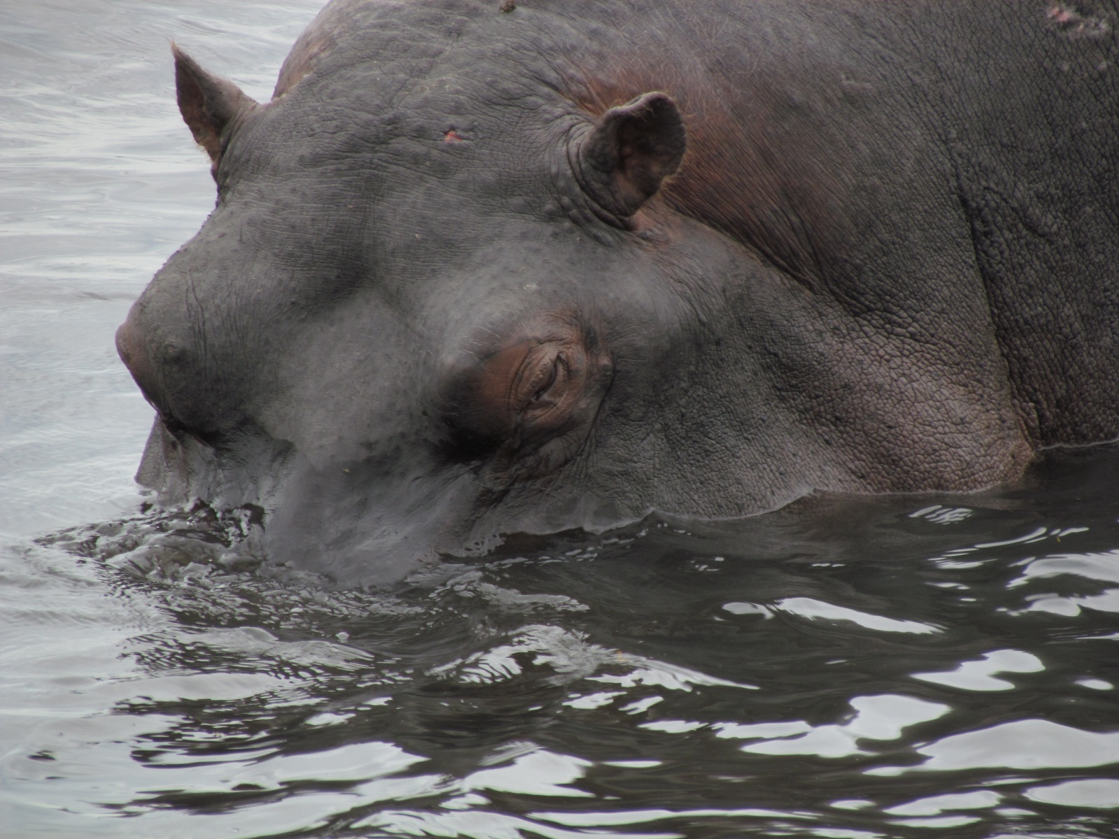 Botswana - Chobe national park - Hippopotamus (Hippopotamus amphibius)