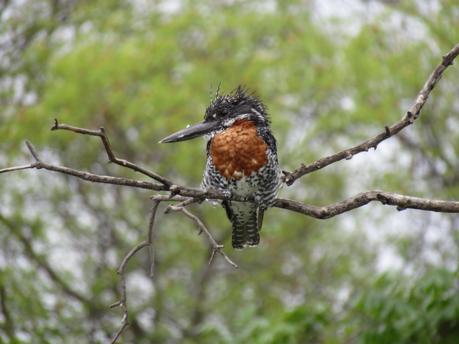 Botswana - Chobe national park - Giant kingfisher (Megaceryle maxima)