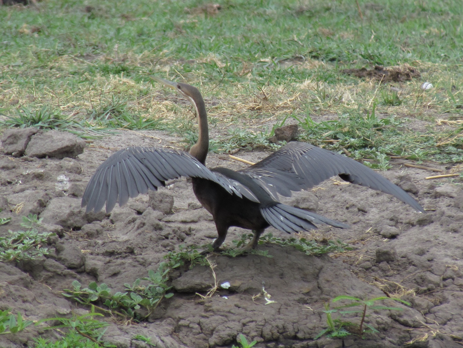 Botswana - Chobe national park - African darter (Anhinga rufa)
