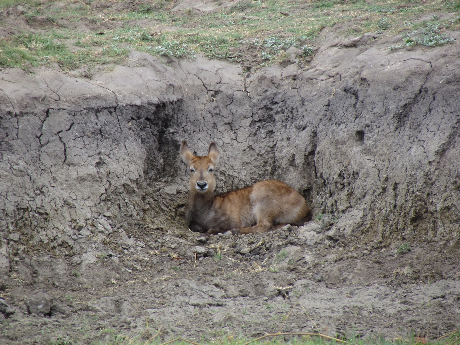 Botswana - Chobe national park - Waterbuck (Kobus ellipsiprymnus)