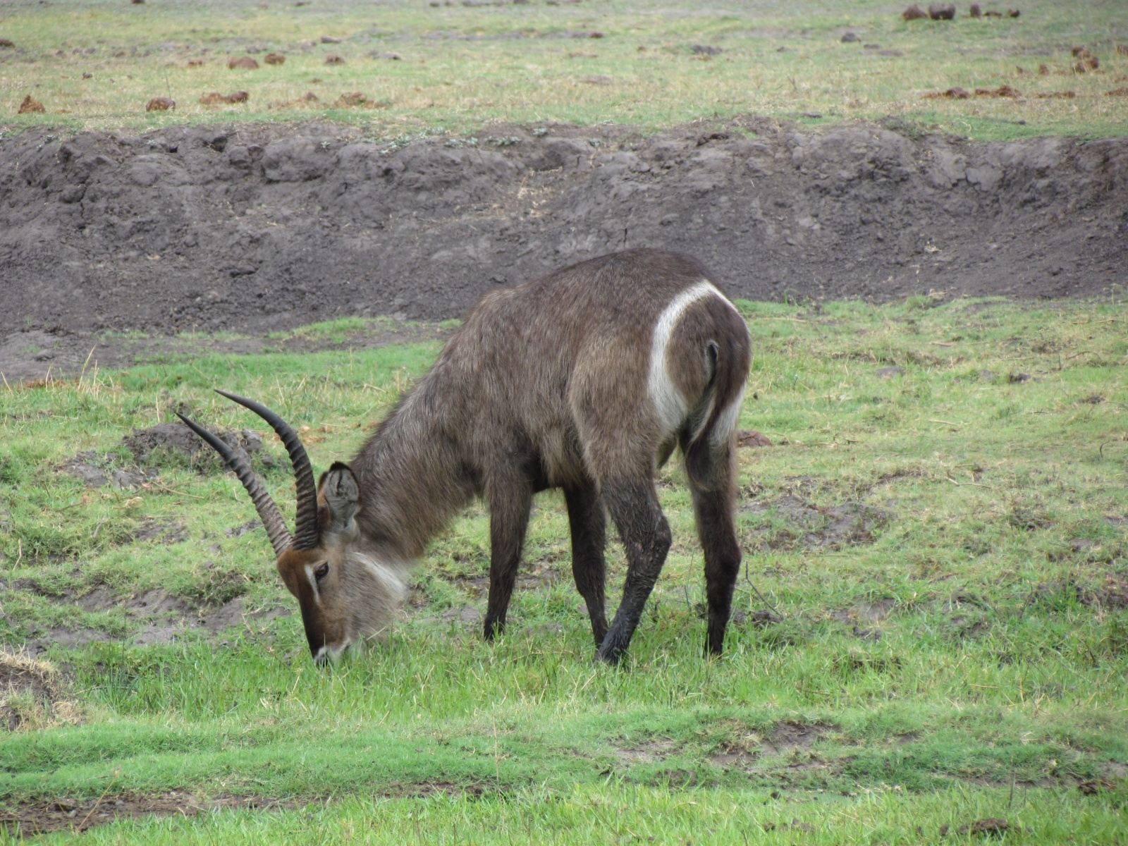 Botswana - Chobe national park - Waterbuck (Kobus ellipsiprymnus)