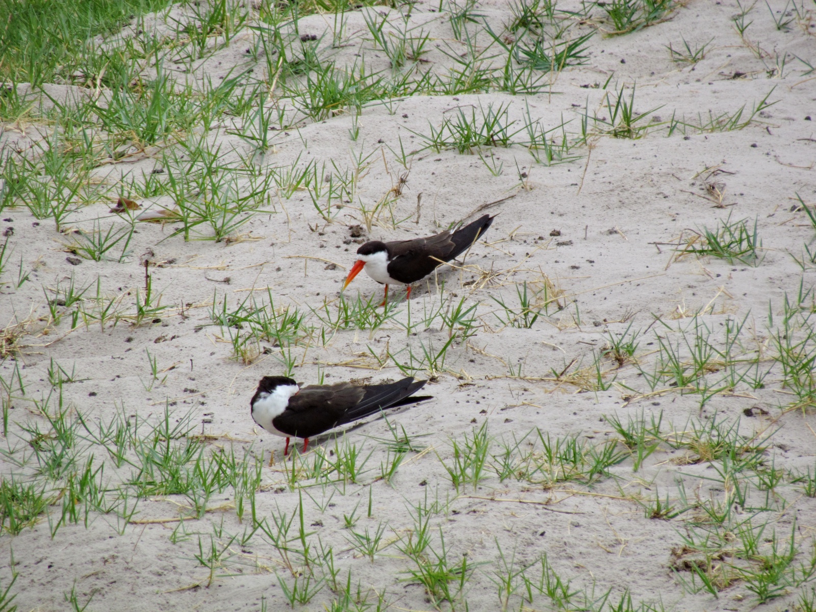 Botswana - Chobe national park - African skimmer (Rynchops flavirostris)