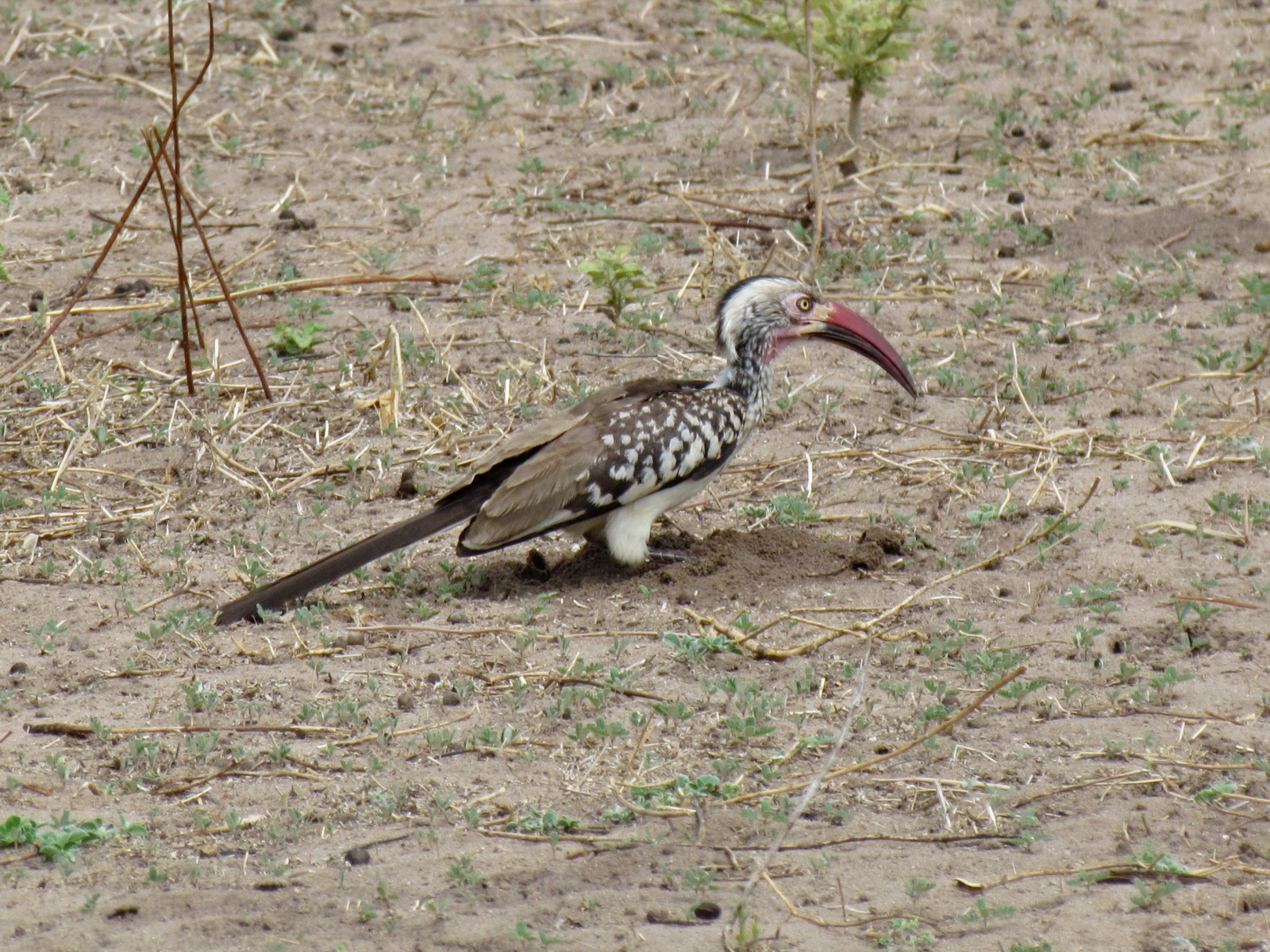 Botswana - Chobe national park - Southern red-billed hornbill (Tockus rufirostris)