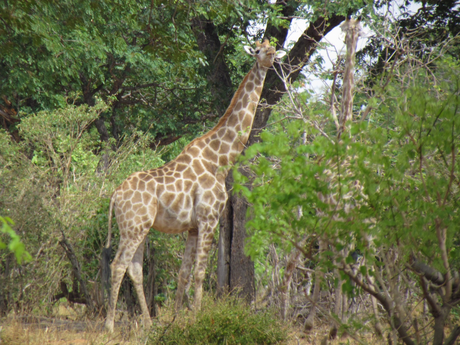 Botswana - Chobe national park - Giraffe