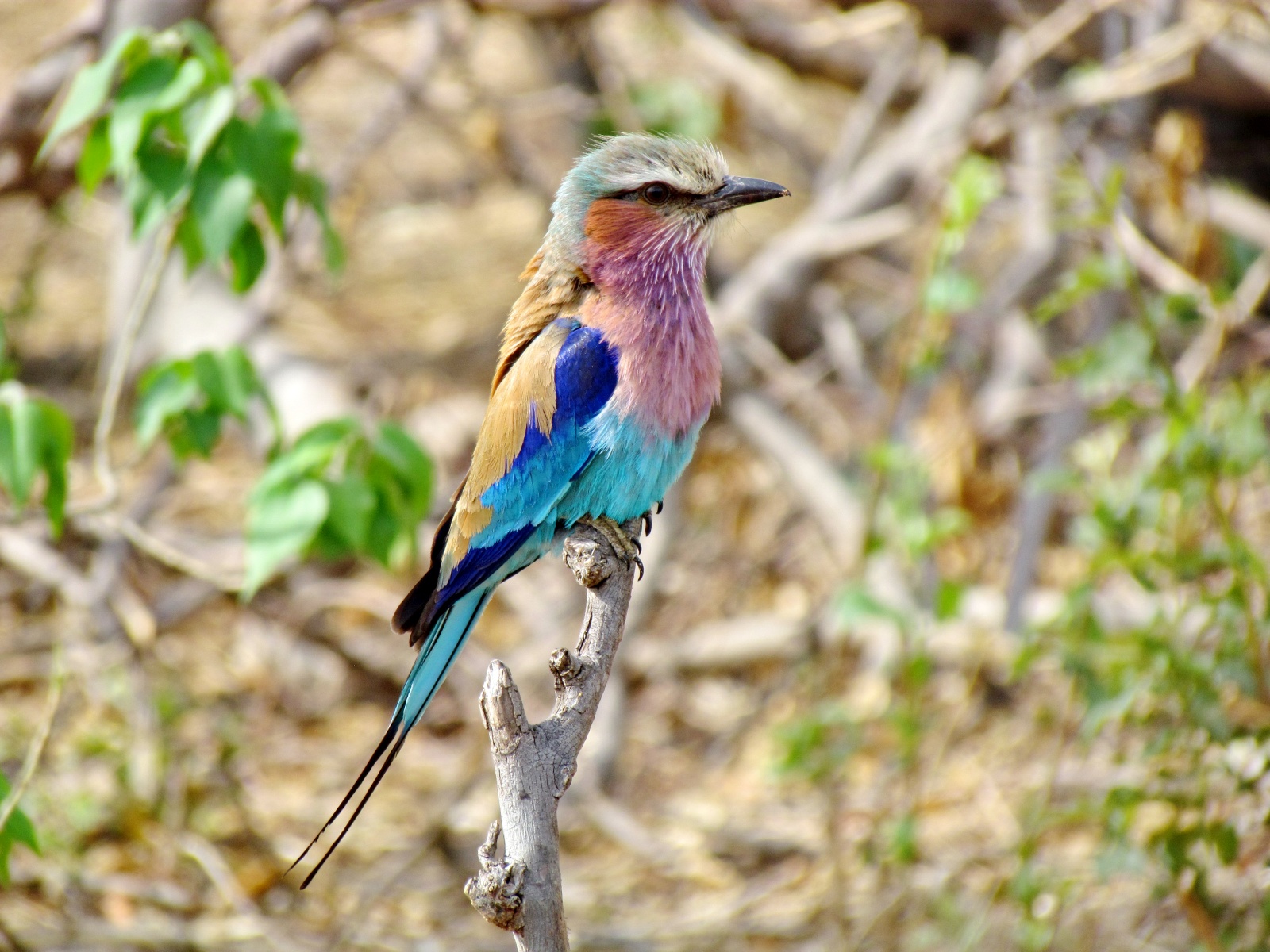 Botswana - Chobe national park - Lilac-breasted roller (Coracias caudatus)