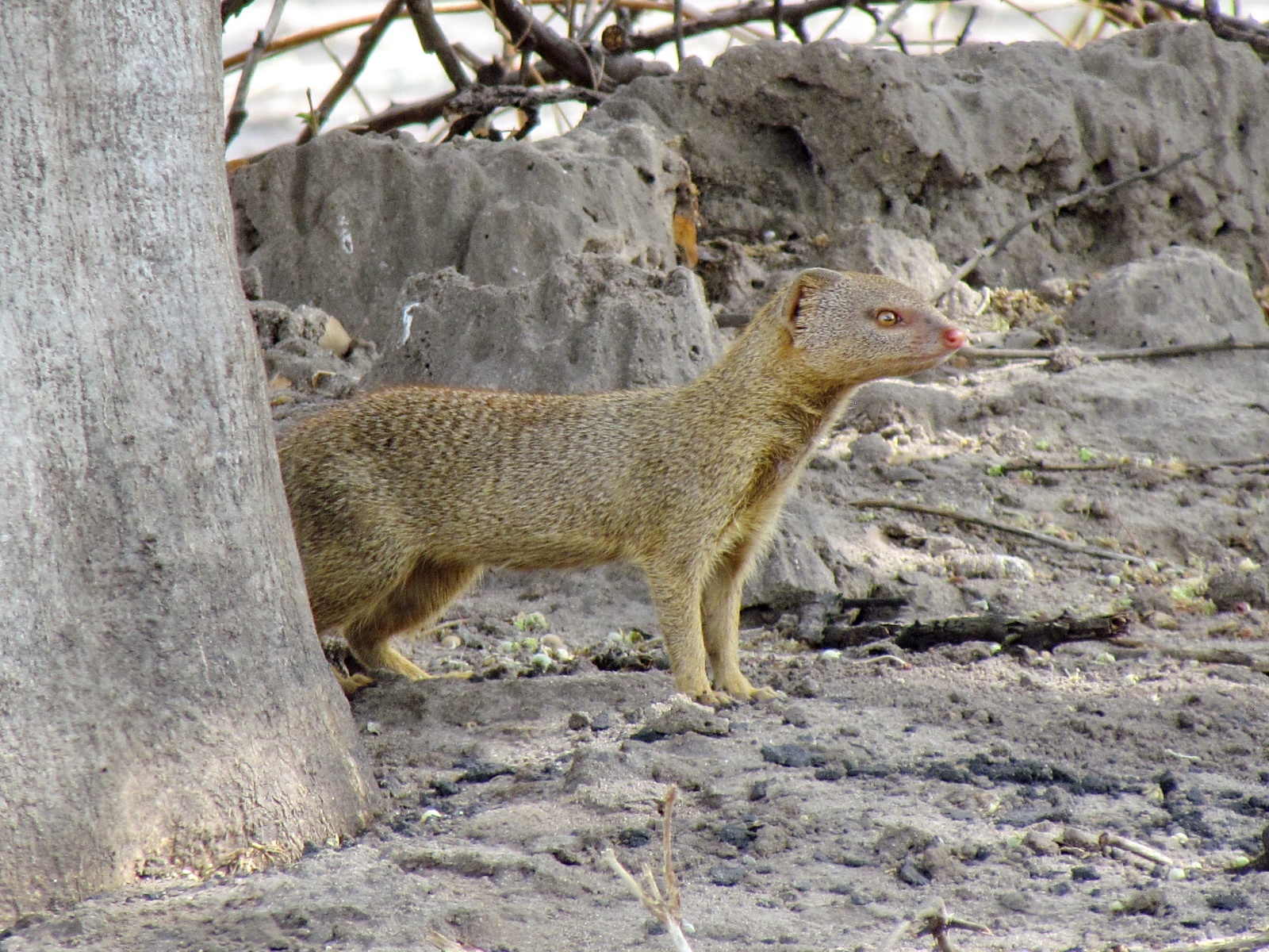 Botswana - Chobe national park - Slender mongoose (Galerella sanguinea)