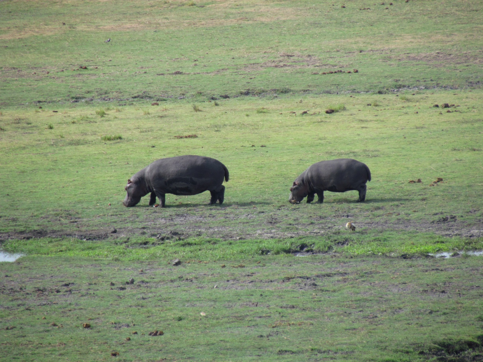 Botswana - Chobe national park - Hippopotamuses (Hippopotamus amphibius)