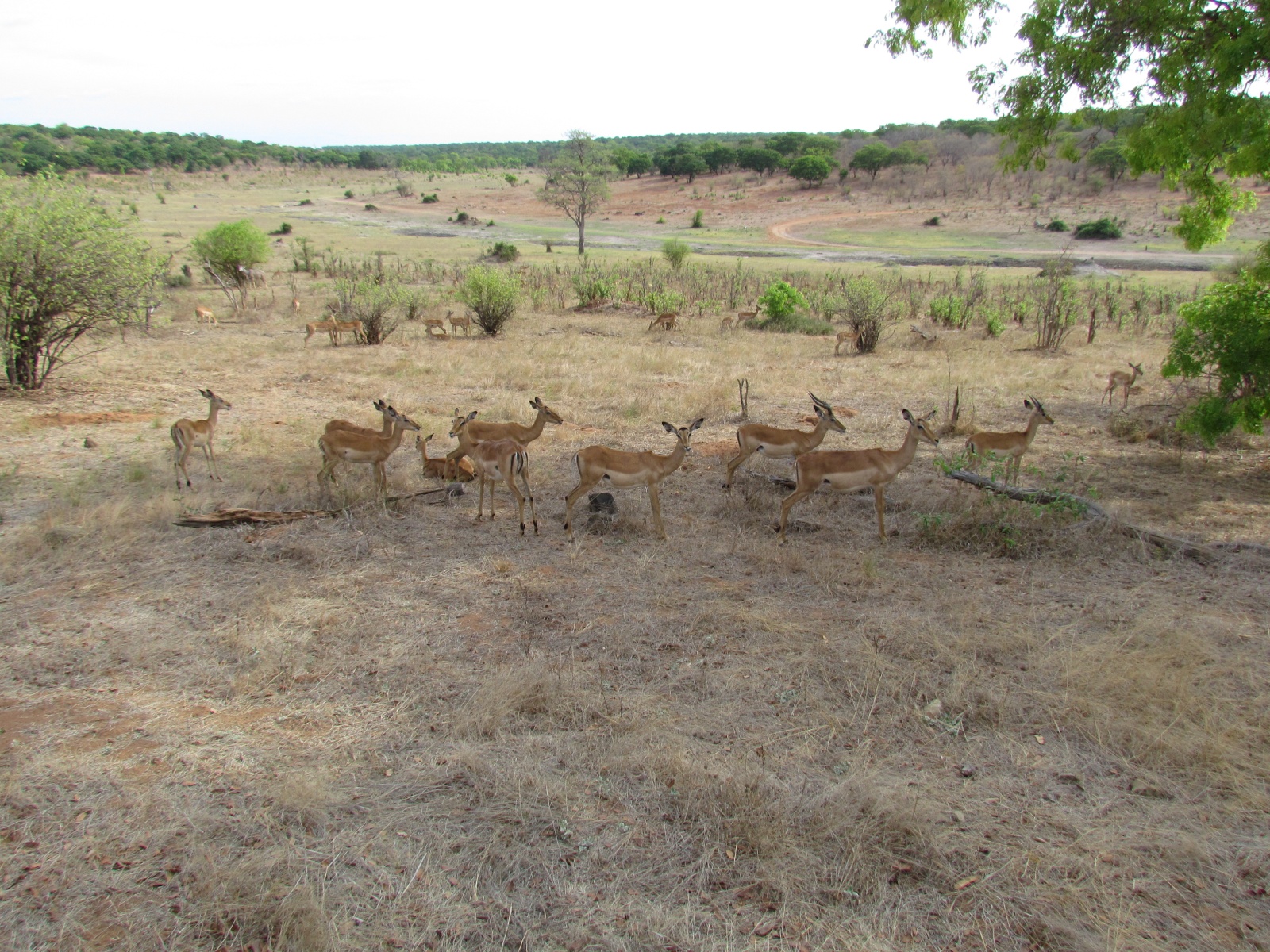 Botswana - Chobe national park - Impalas (Aepyceros melampus)